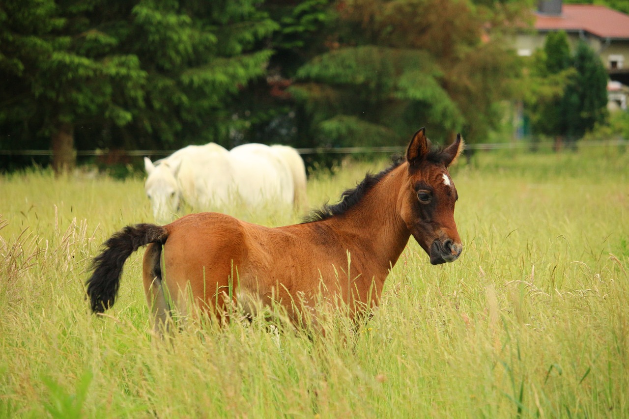 horse foal suckling free photo