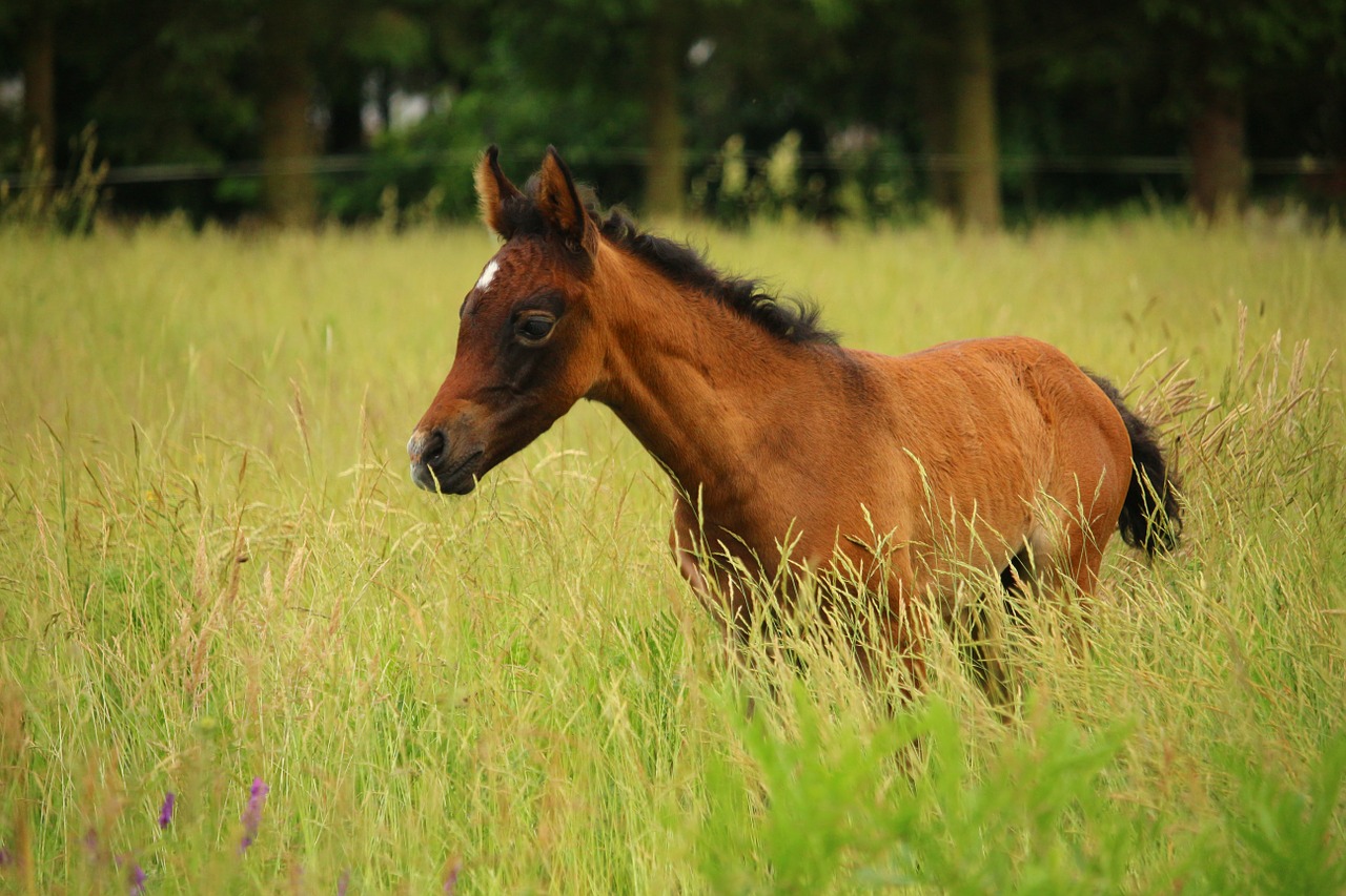 horse foal suckling free photo