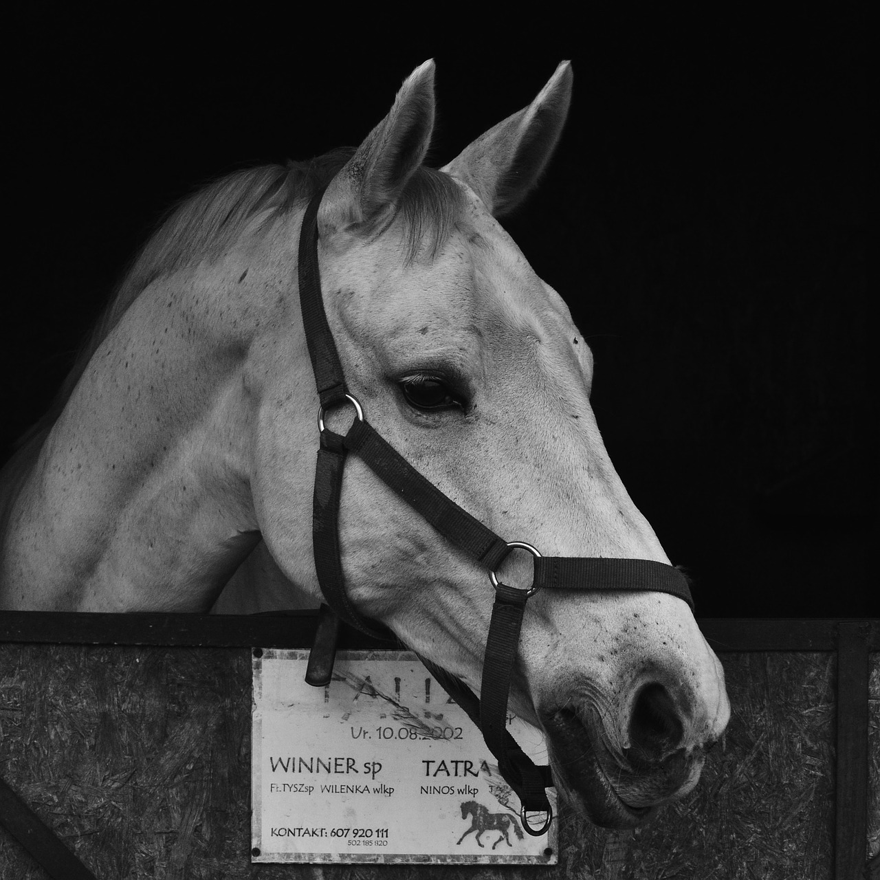 horse stable head free photo