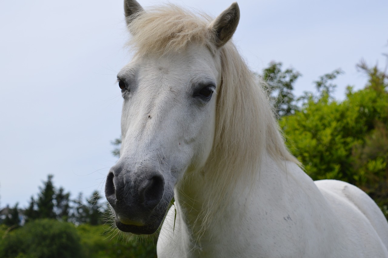 horse white mold free photo