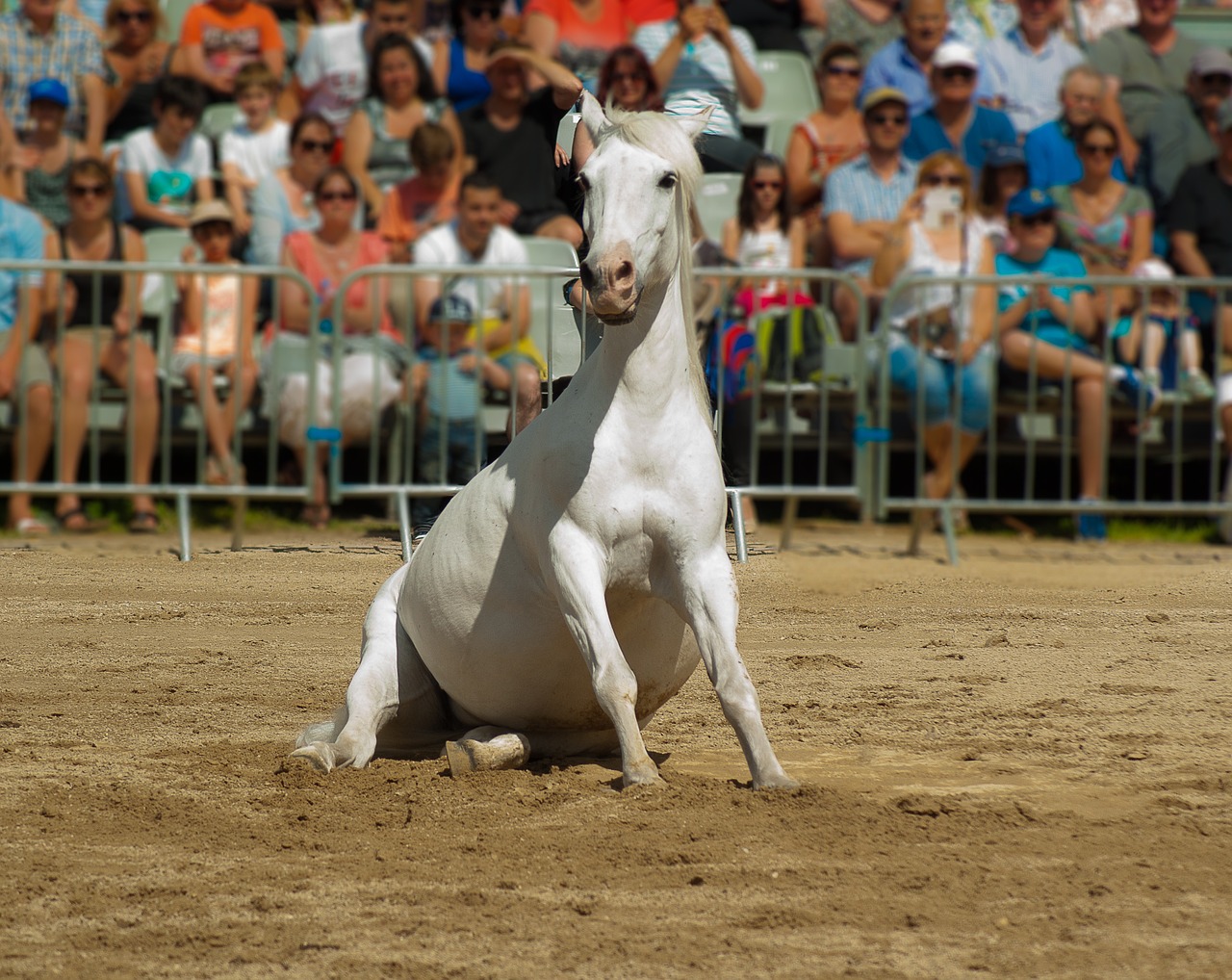 horse horse show dressage free photo