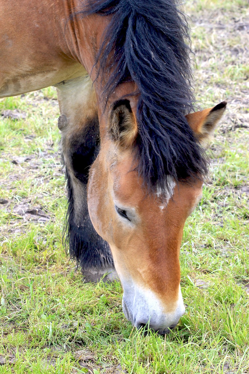 horse equestrian animals free photo