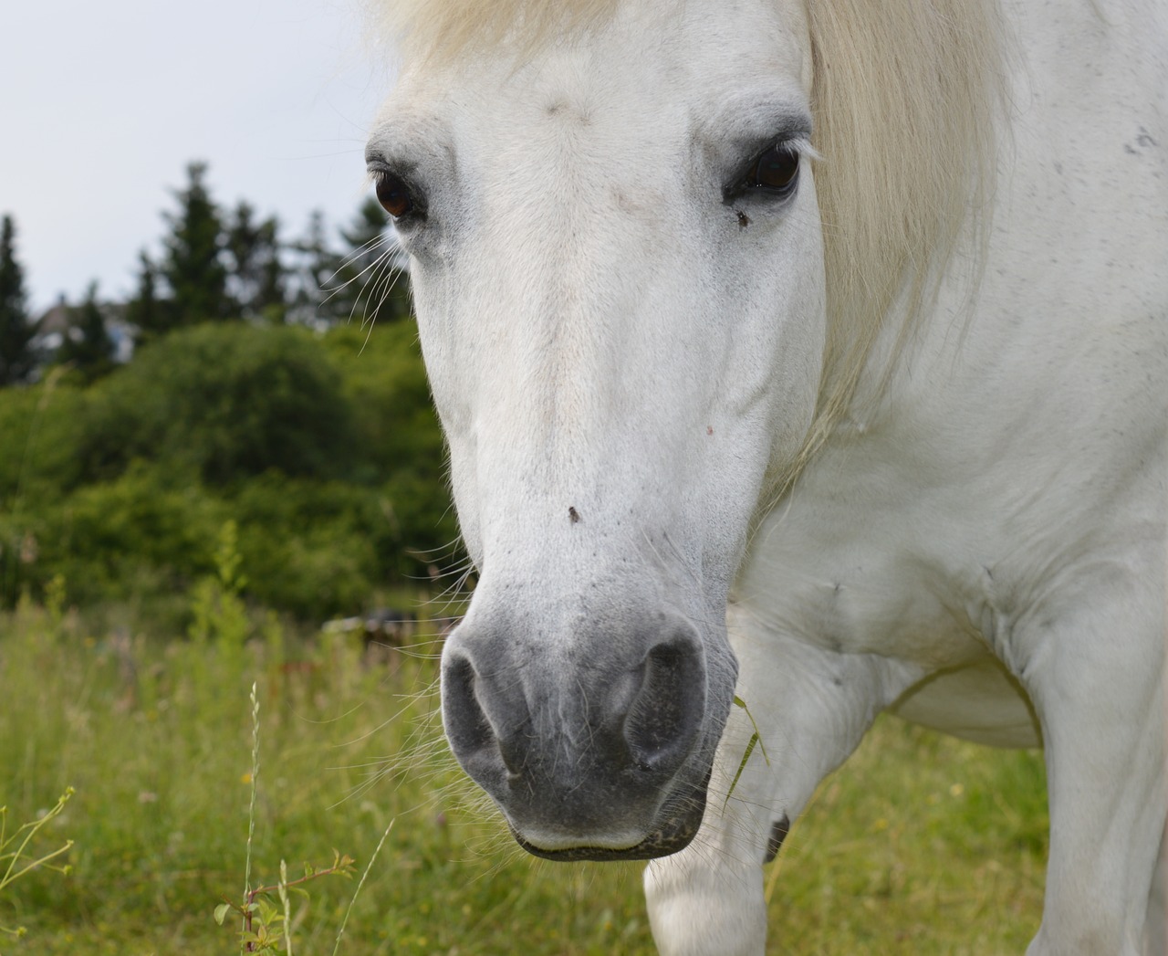horse white white horse free photo