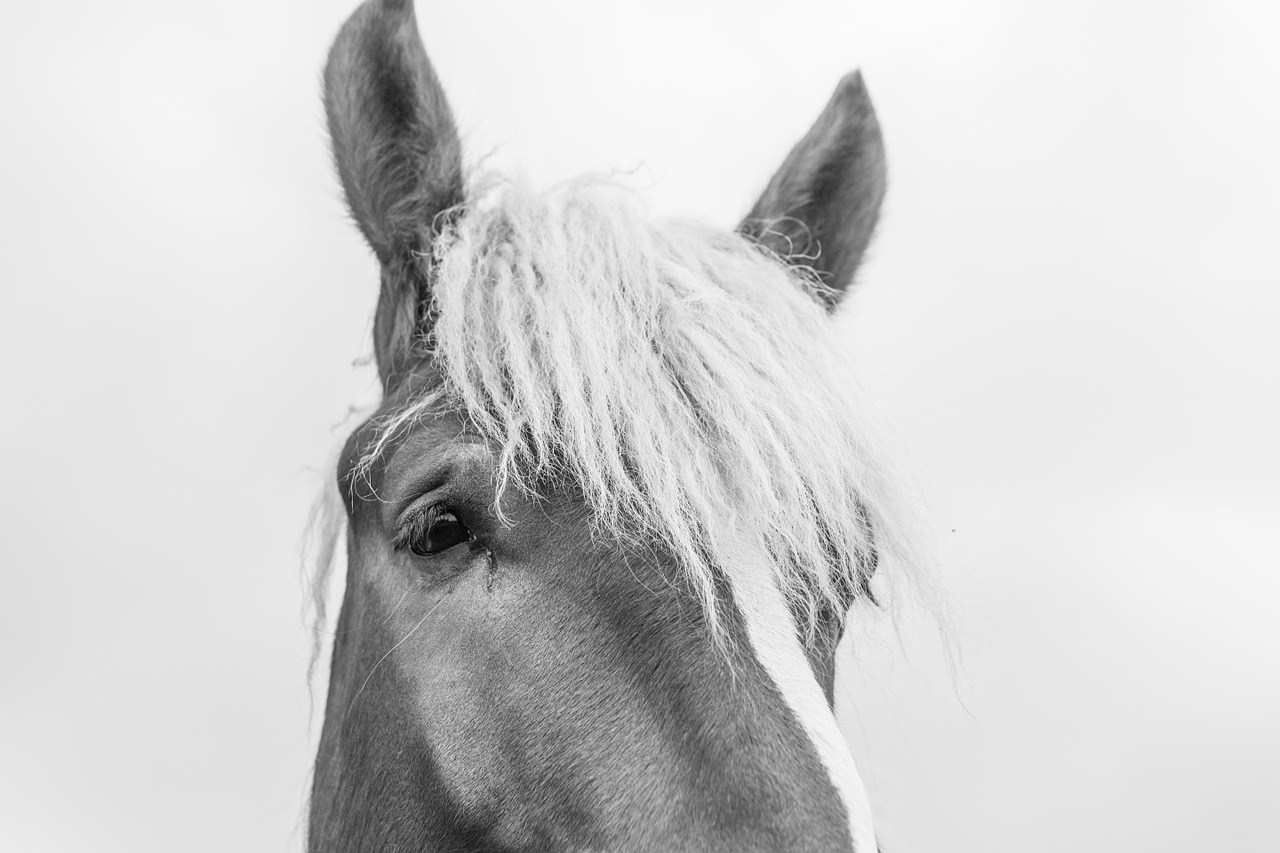 horse head animal free photo