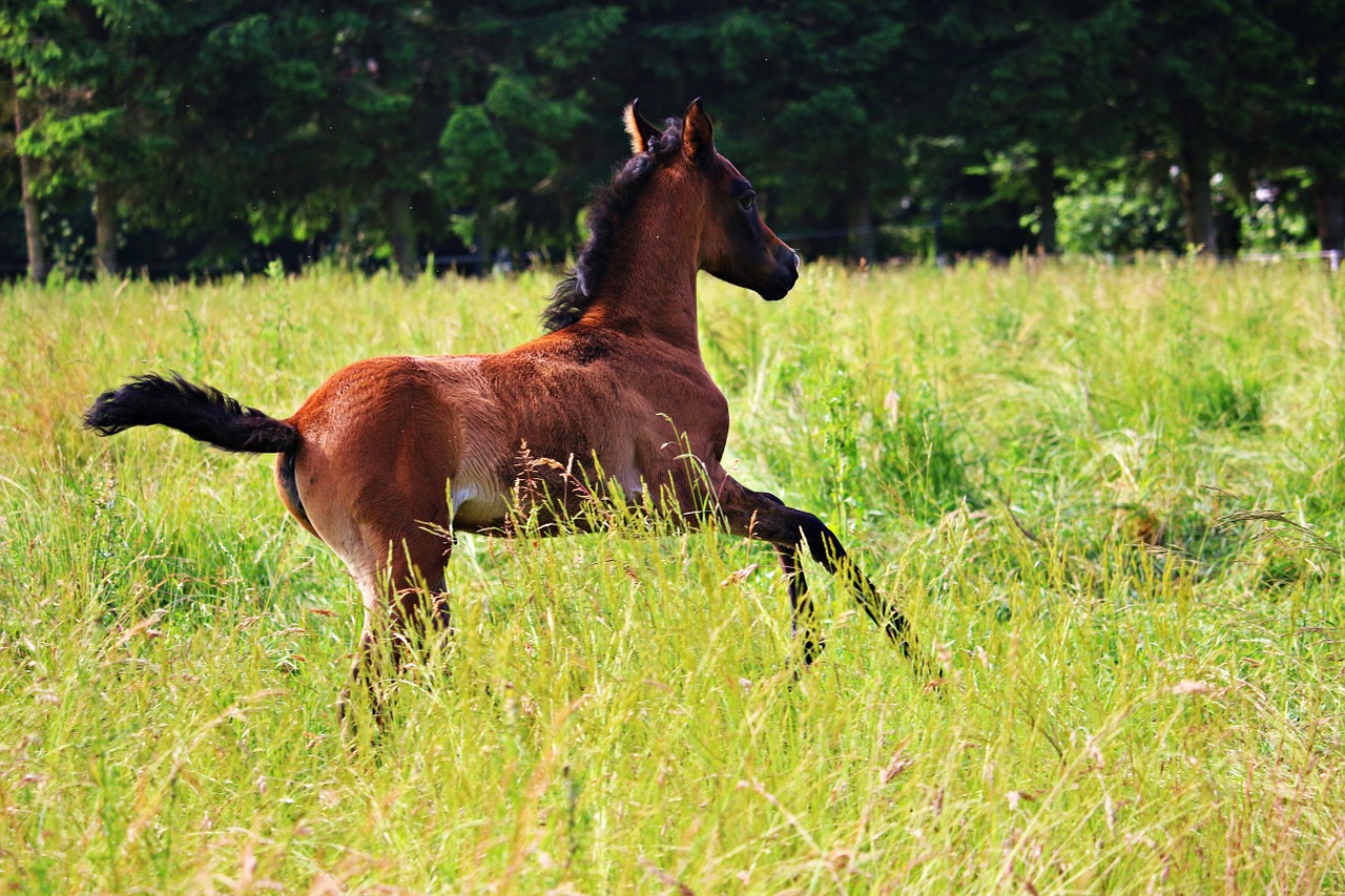 horse foal brown mold free photo