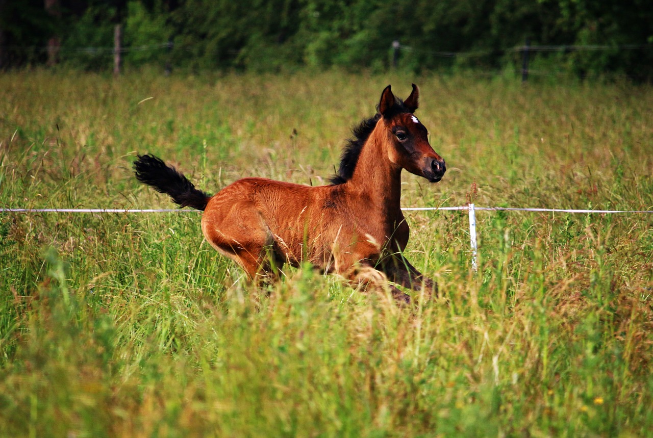 horse foal brown mold free photo