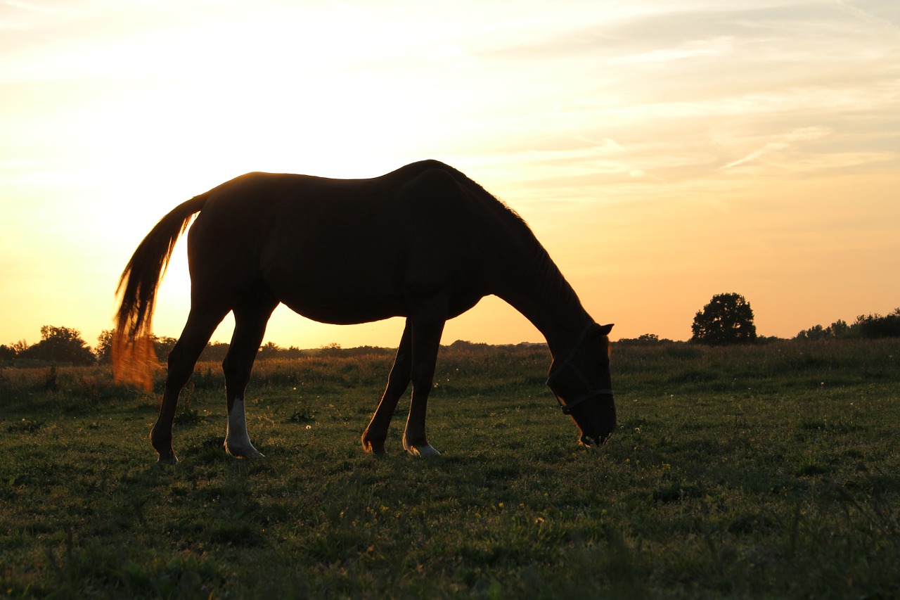 horse vista france free photo