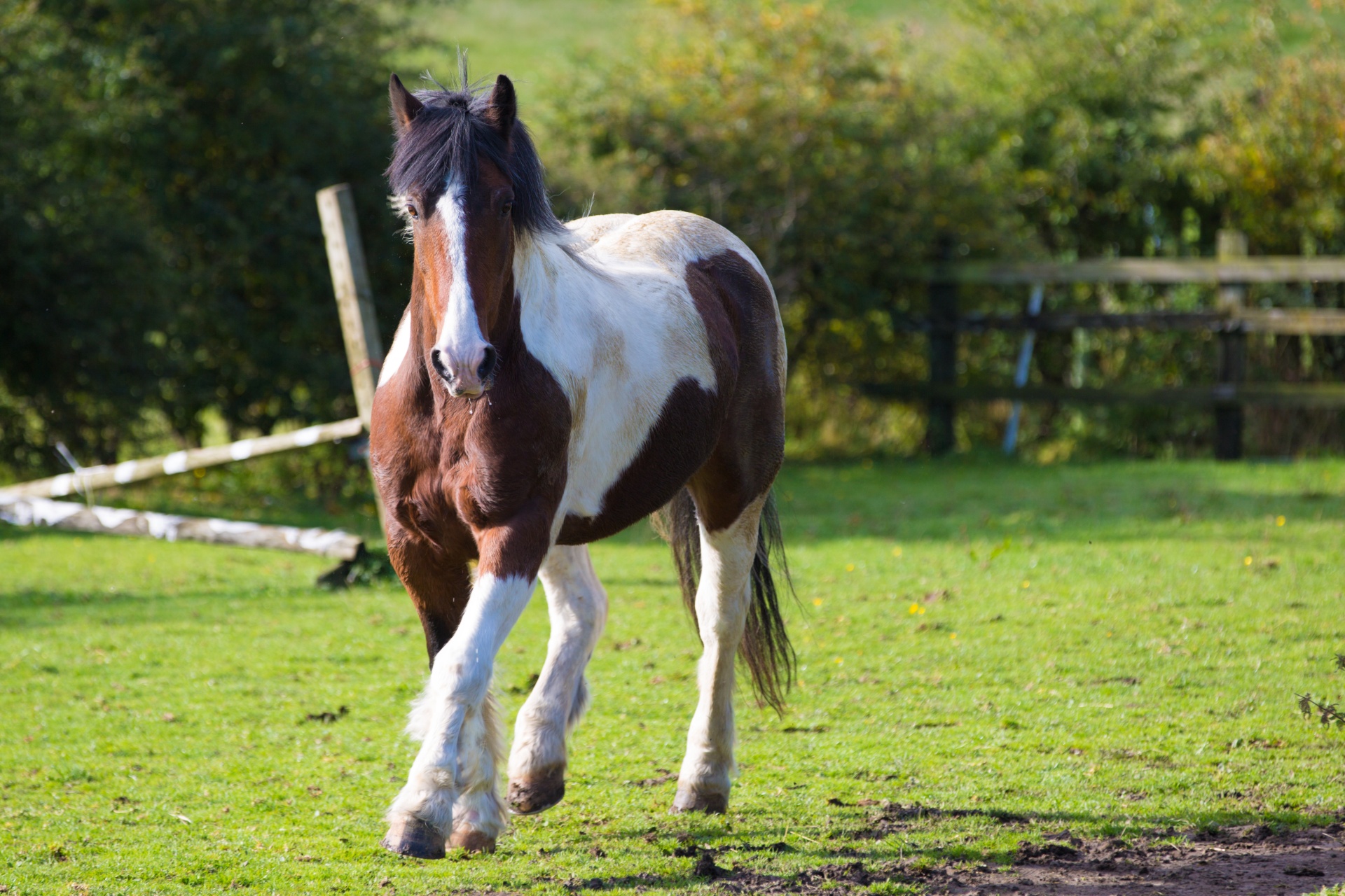 animal animals equine free photo