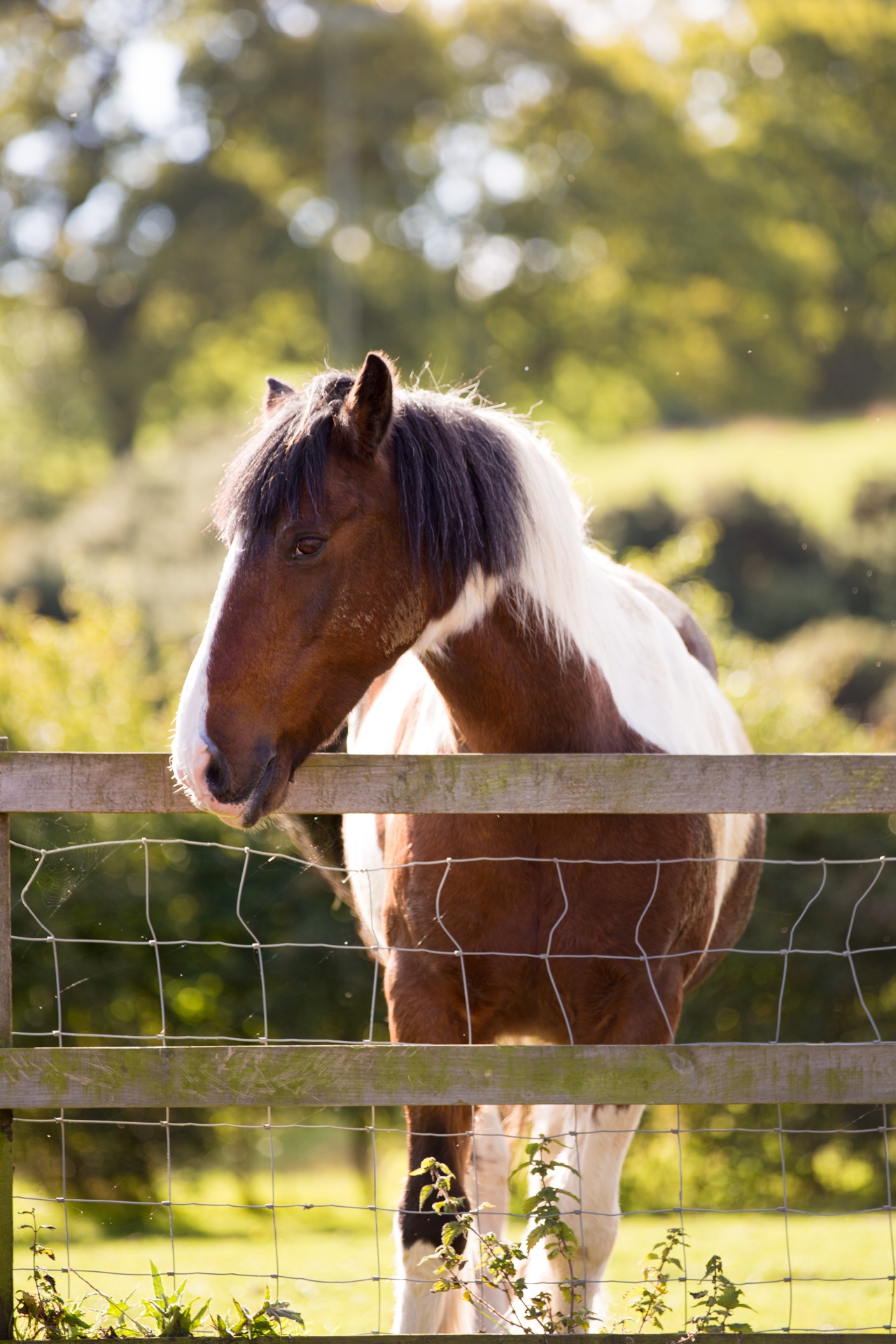 animal animals equine free photo