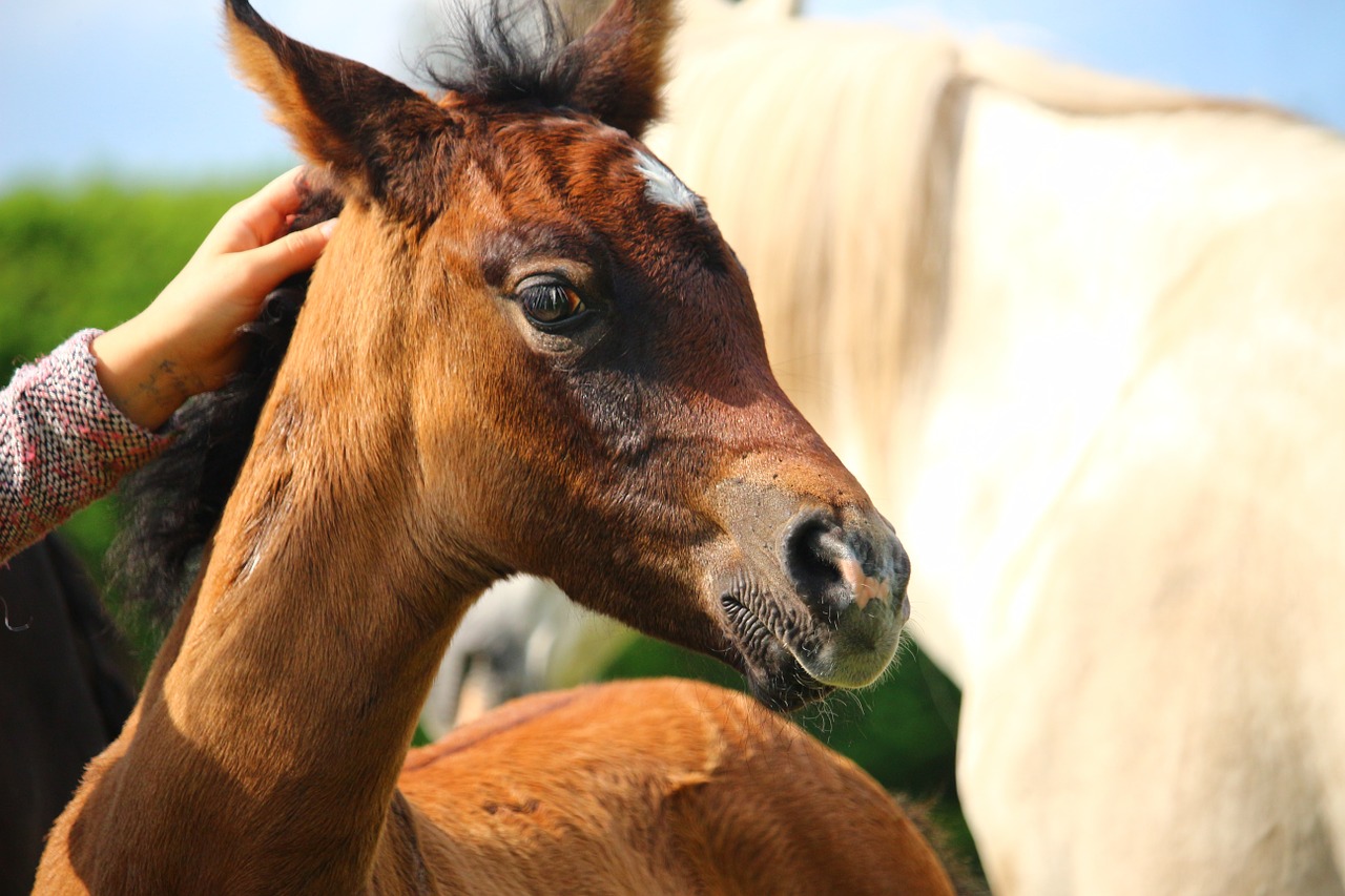 horse foal thoroughbred arabian free photo