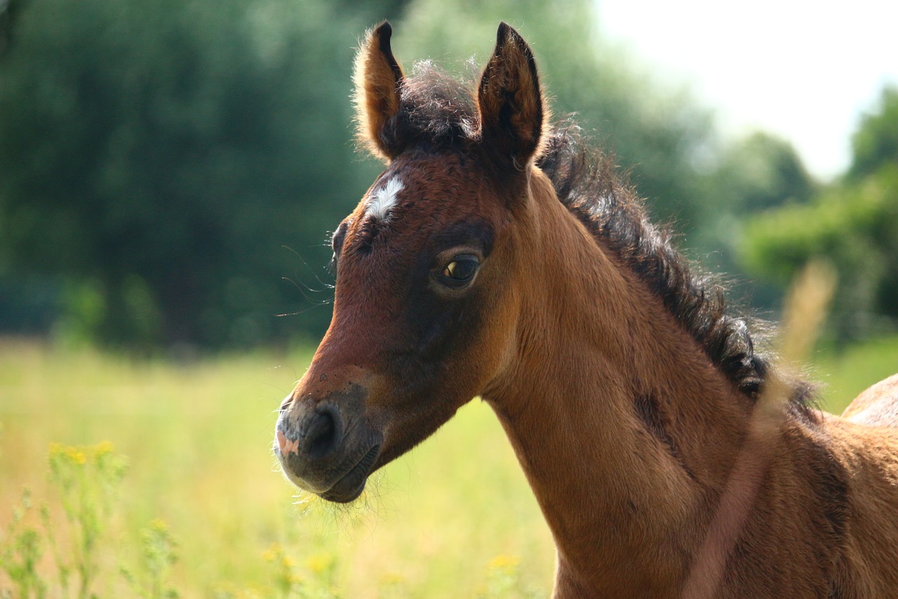 horse foal thoroughbred arabian free photo