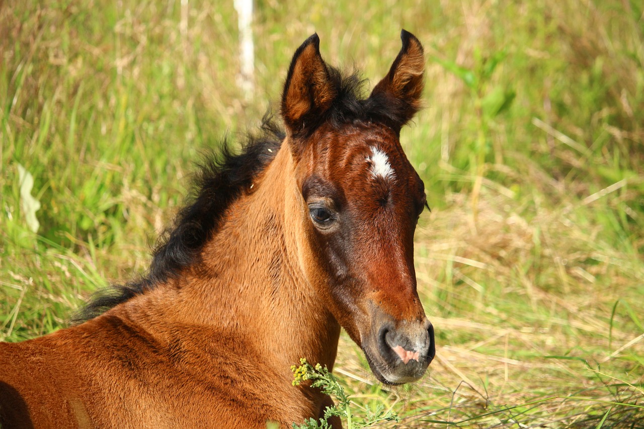 horse foal brown mold free photo