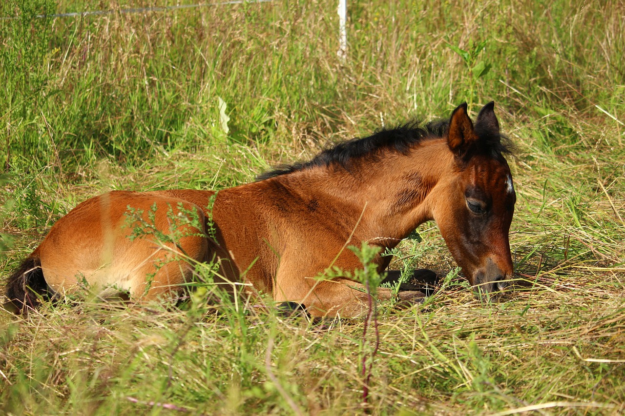 horse foal brown mold free photo