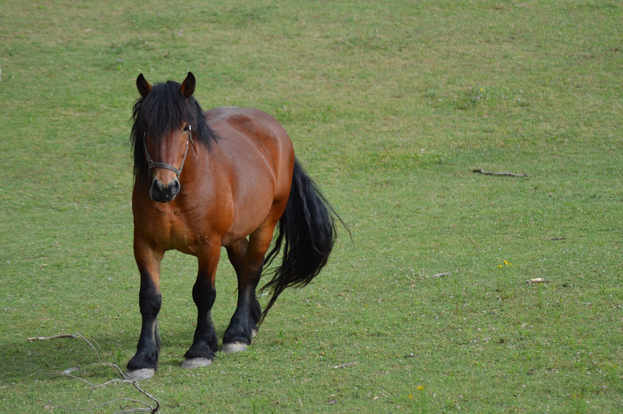 horse equine brown free photo