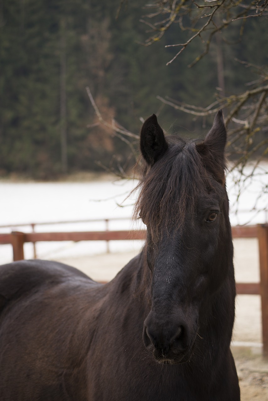 horse brown winter free photo