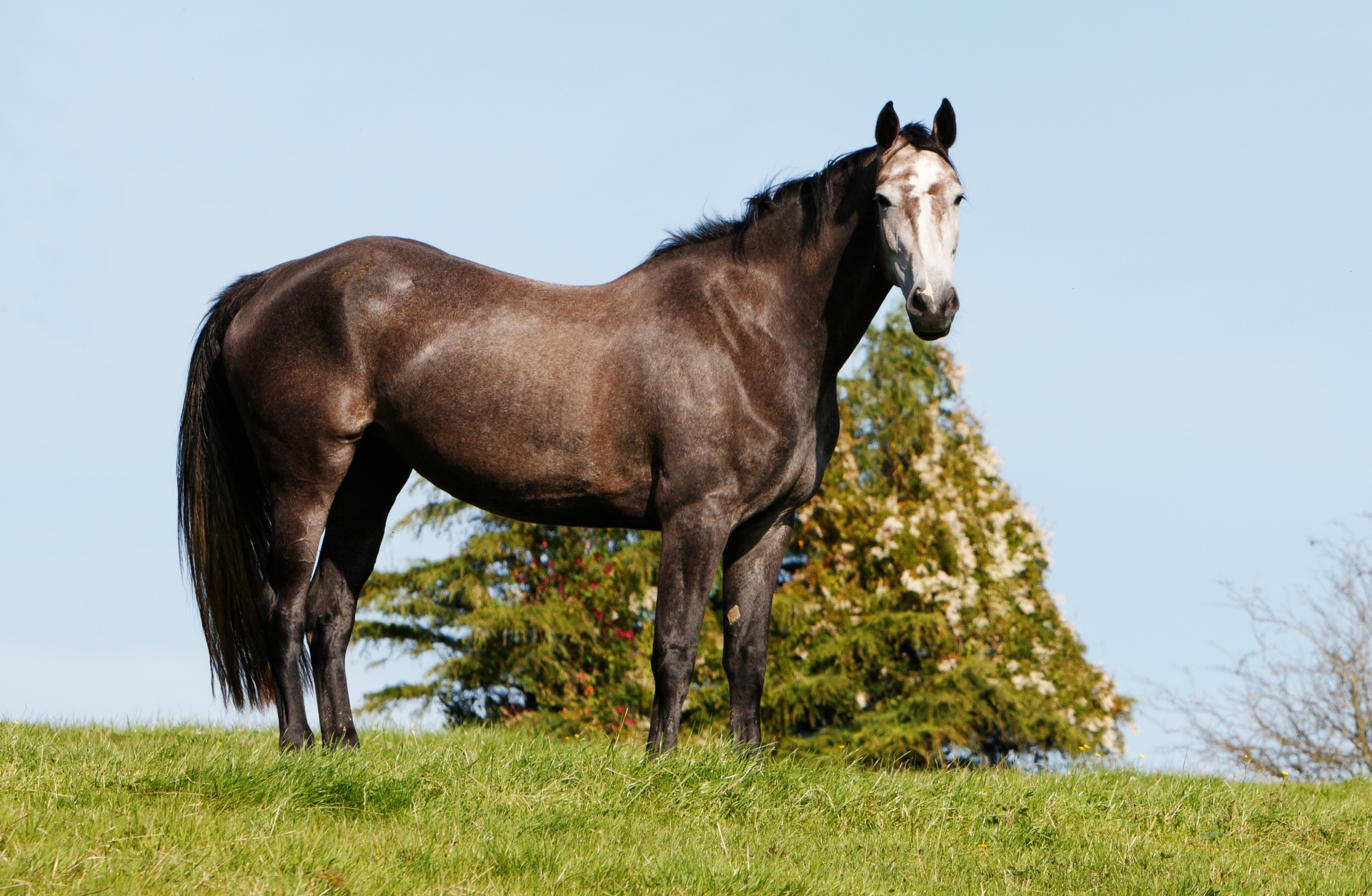 horse beautiful hill free photo