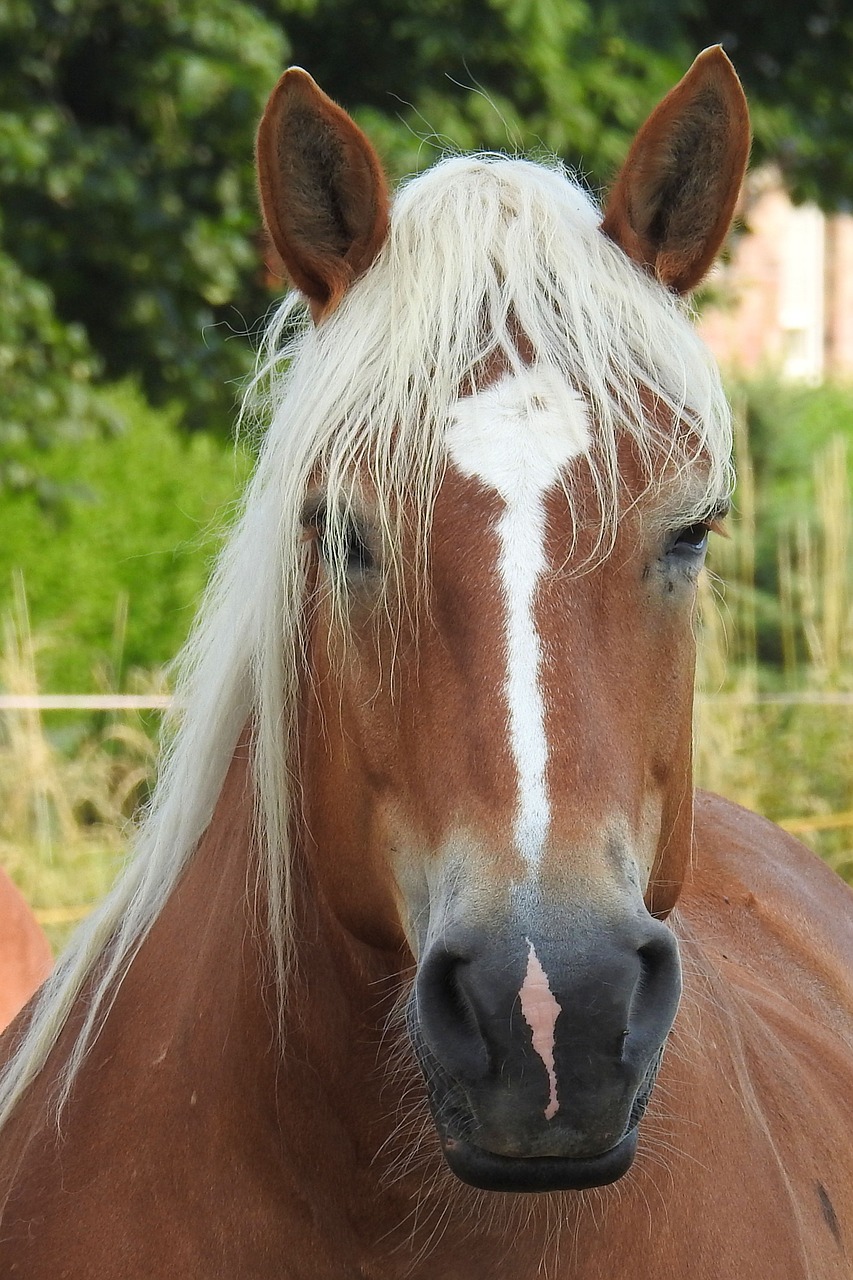 horse horse head pferdeportrait free photo