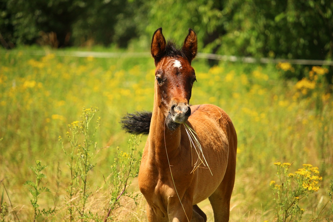 horse foal brown mold free photo