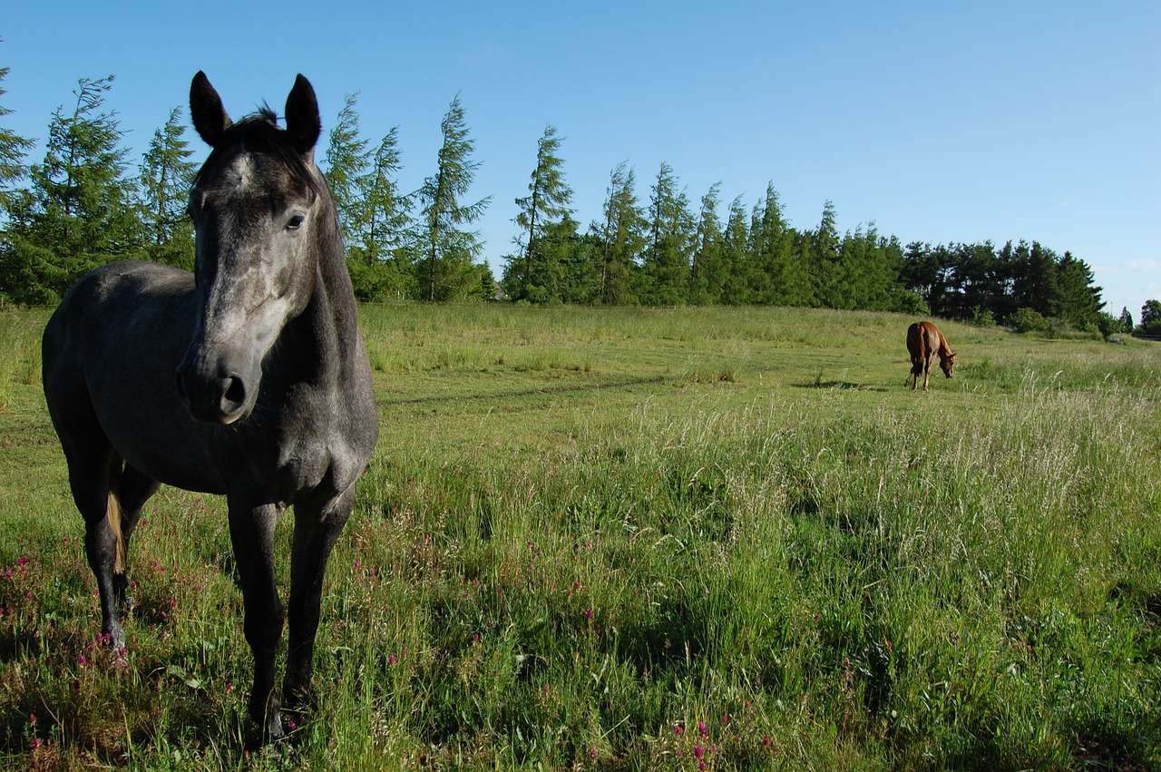 horse summer animals free photo