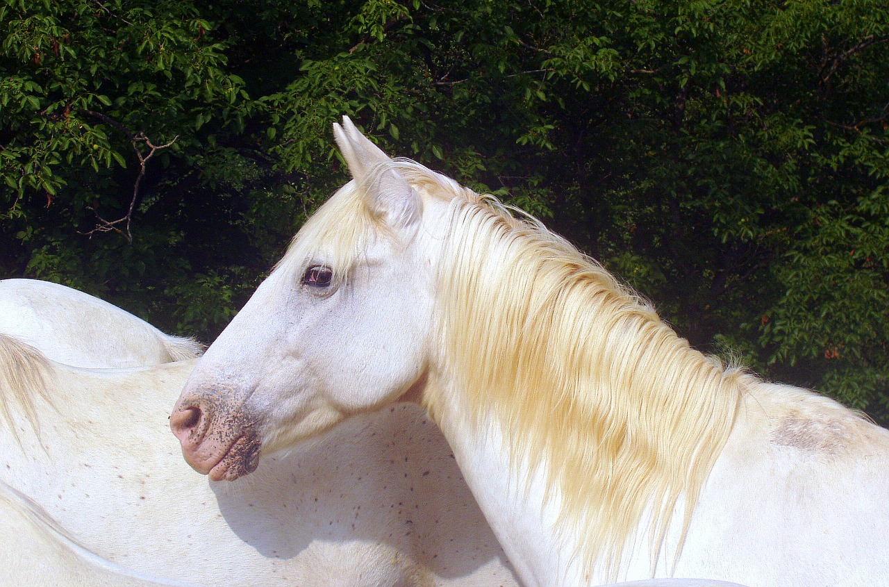 horse white animal free photo