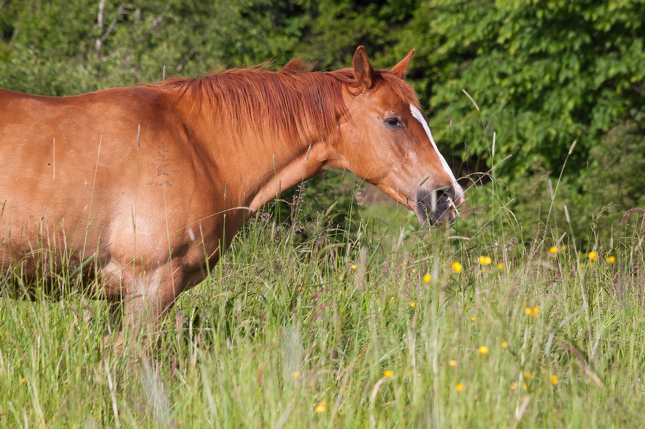 horse brown fuchs free photo