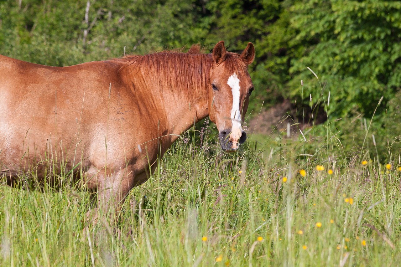 horse brown fuchs free photo