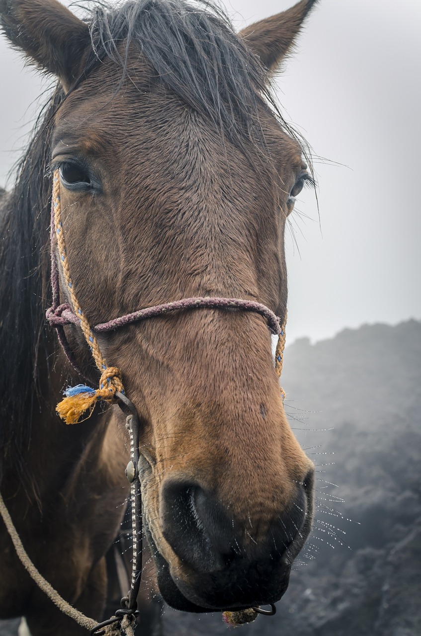 horse long face animal free photo