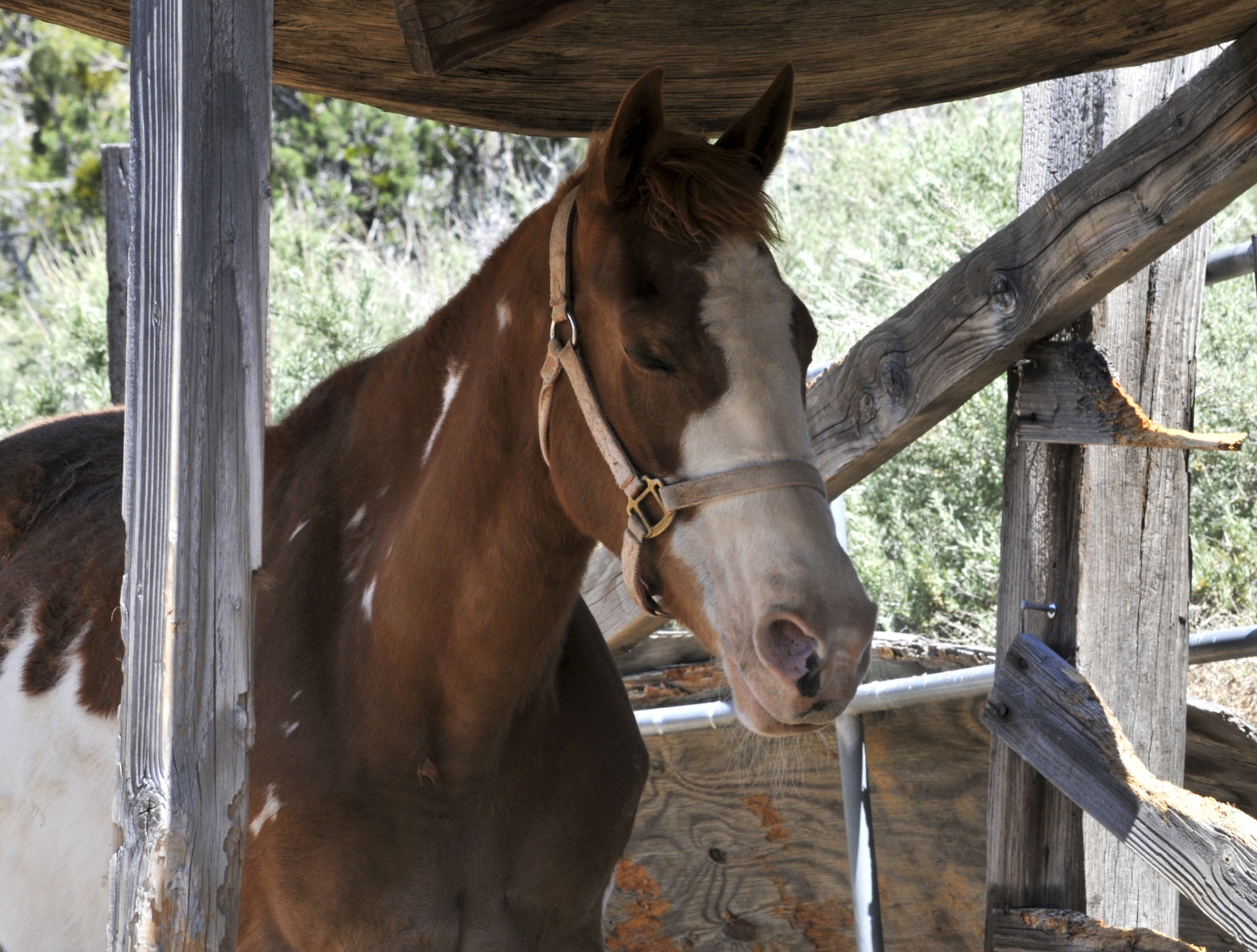 horse horses equestrian free photo