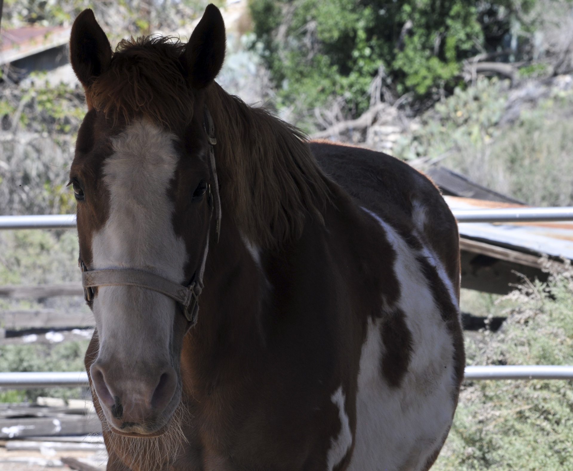 horse horses equestrian free photo