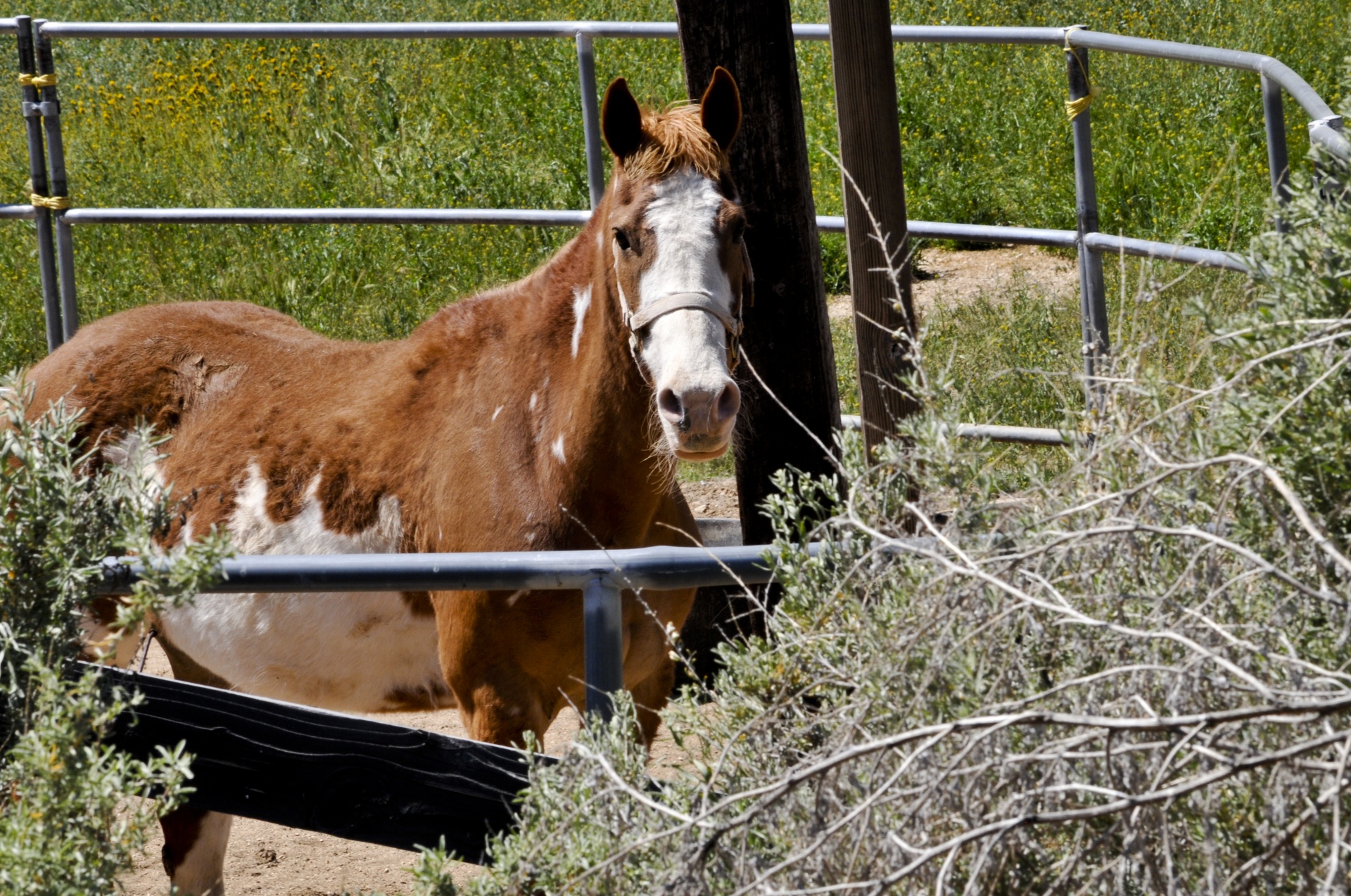 horse horses equestrian free photo