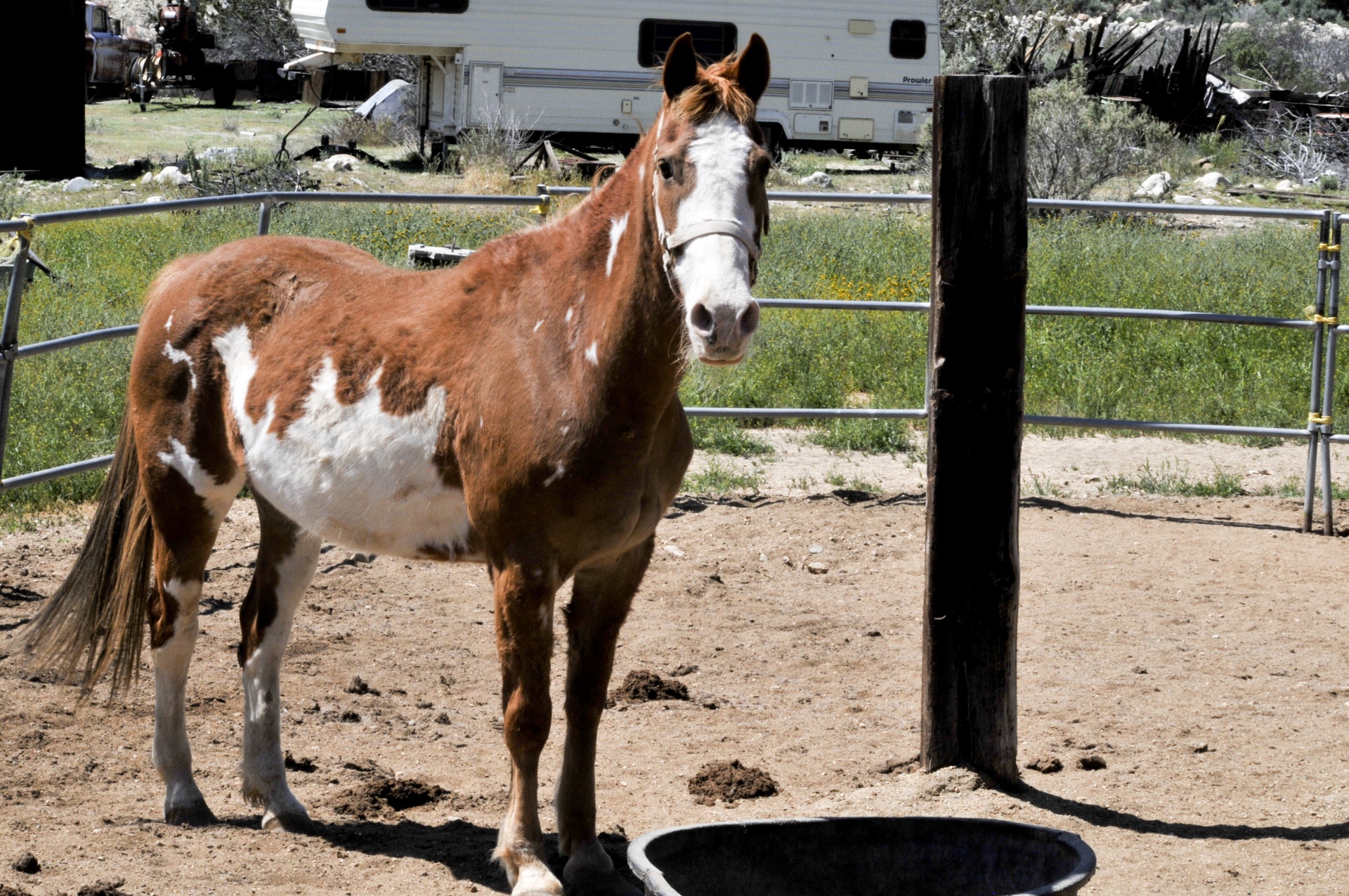 horse horses equestrian free photo