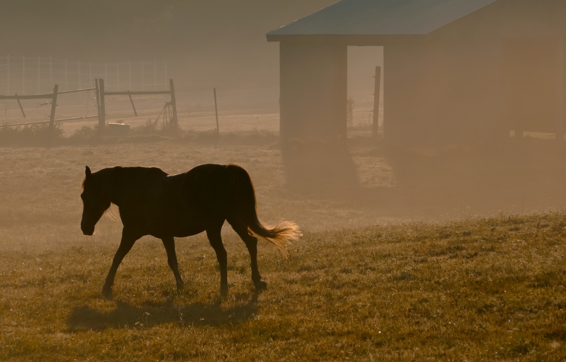 horse silhouette fog free photo