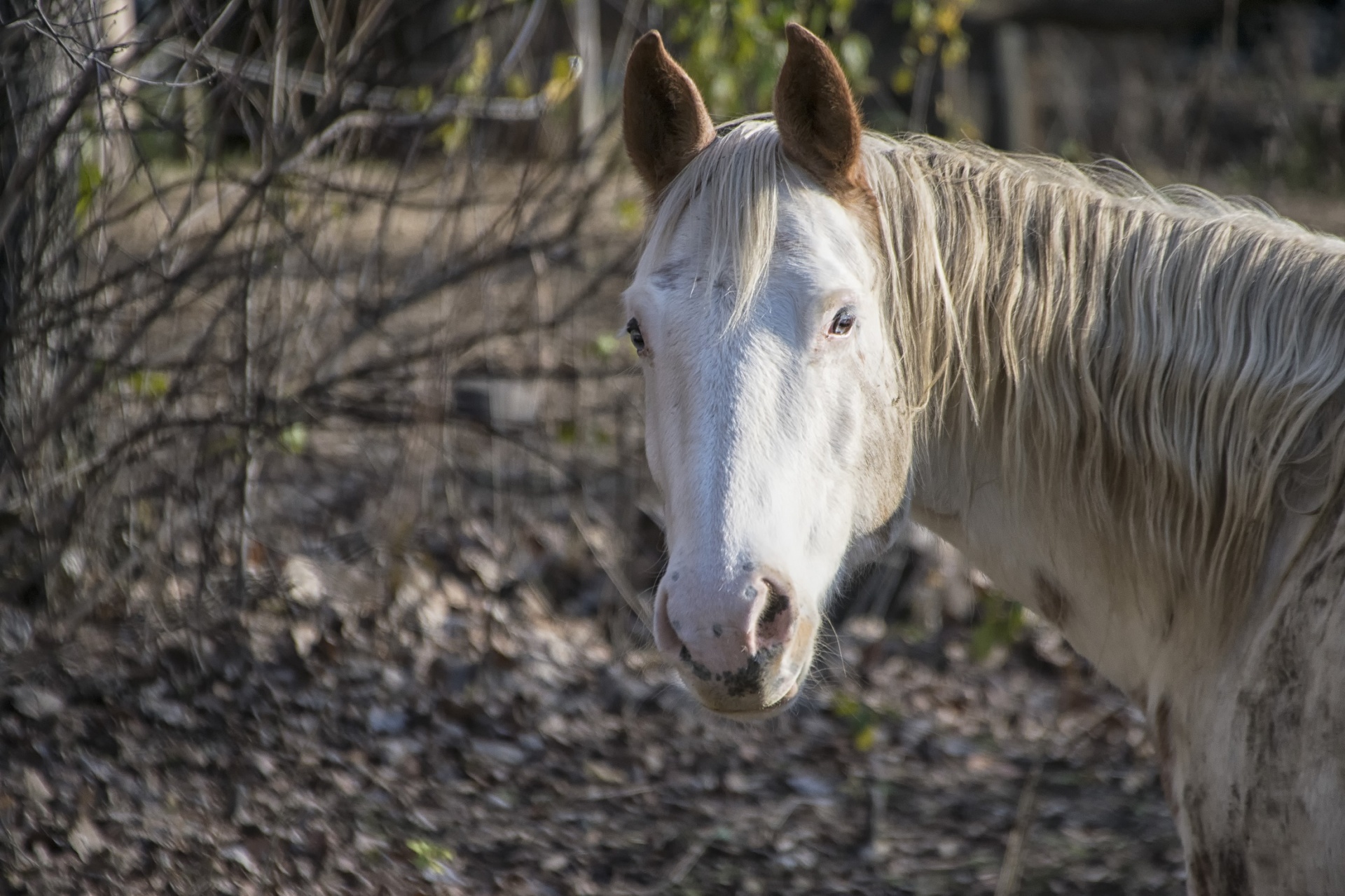 horse looking portrait free photo