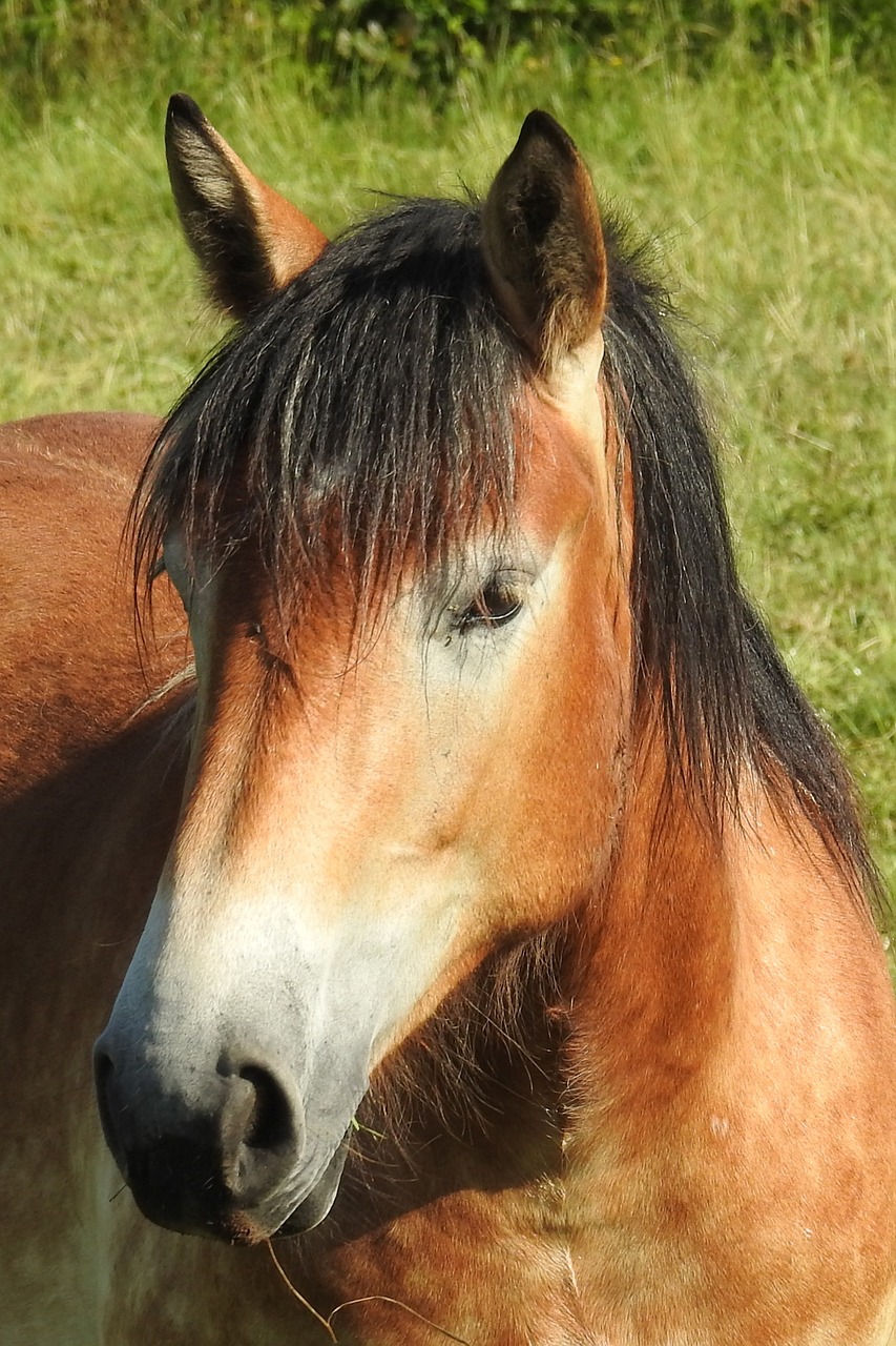 horse cold blooded animals pasture free photo