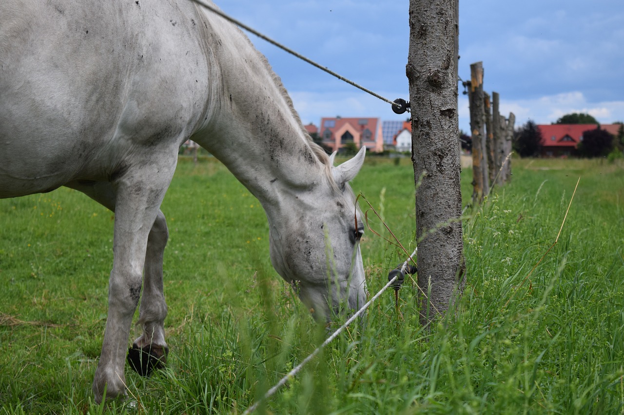 horse mold pasture free photo