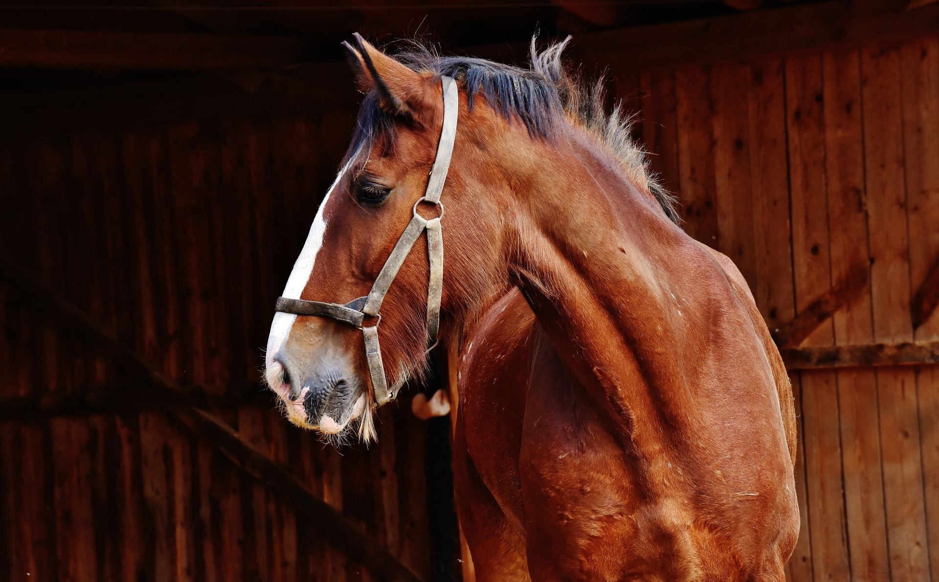 horse looking portrait free photo