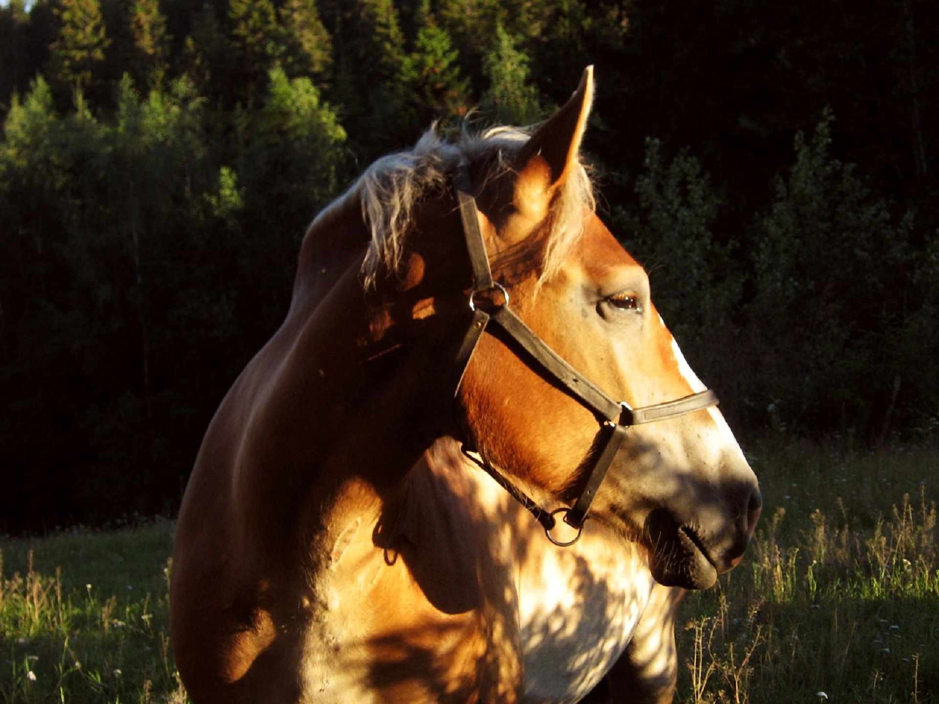 horse looking portrait free photo