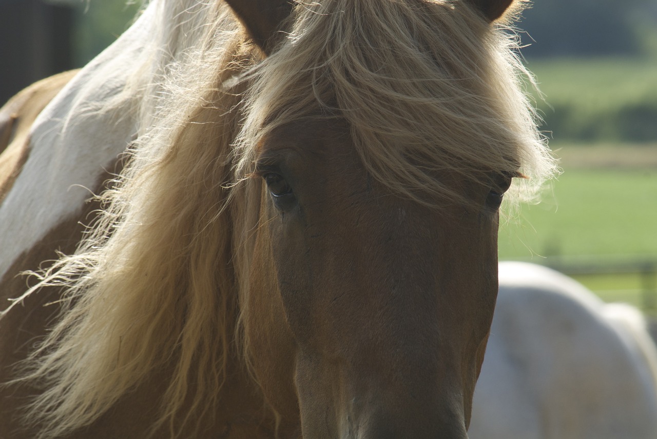 horse animal equine free photo