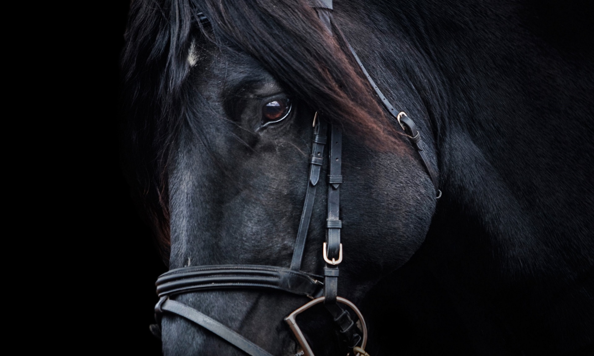 horse looking portrait free photo