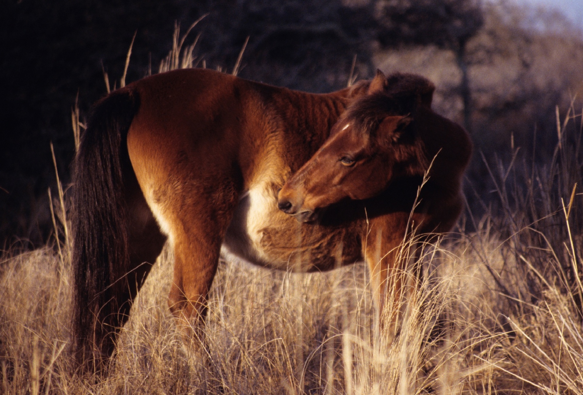 horse feral wild free photo