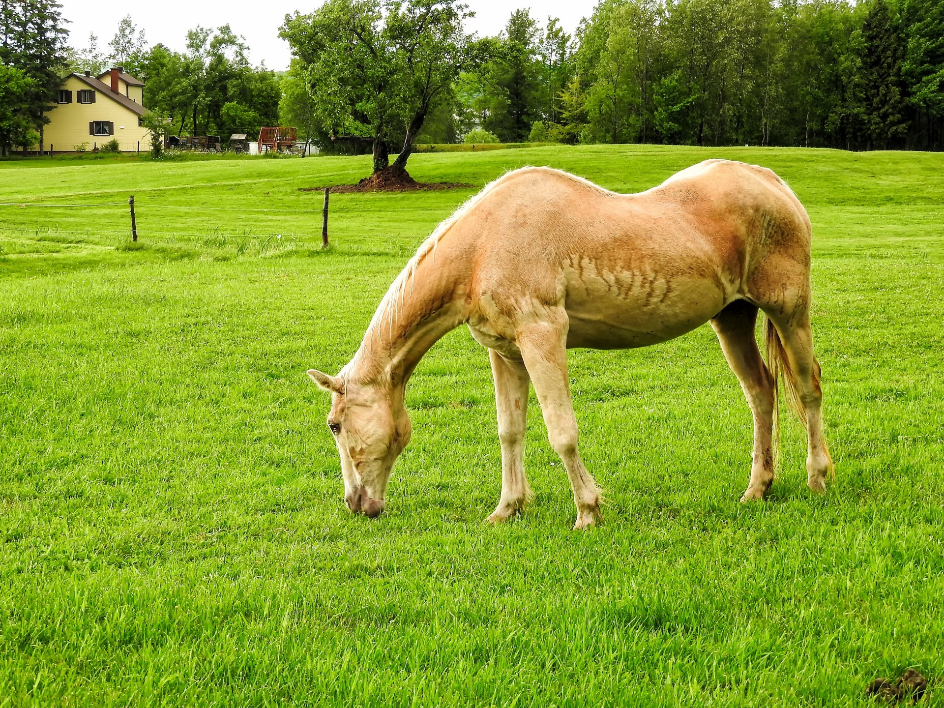 horse grazing grass free photo
