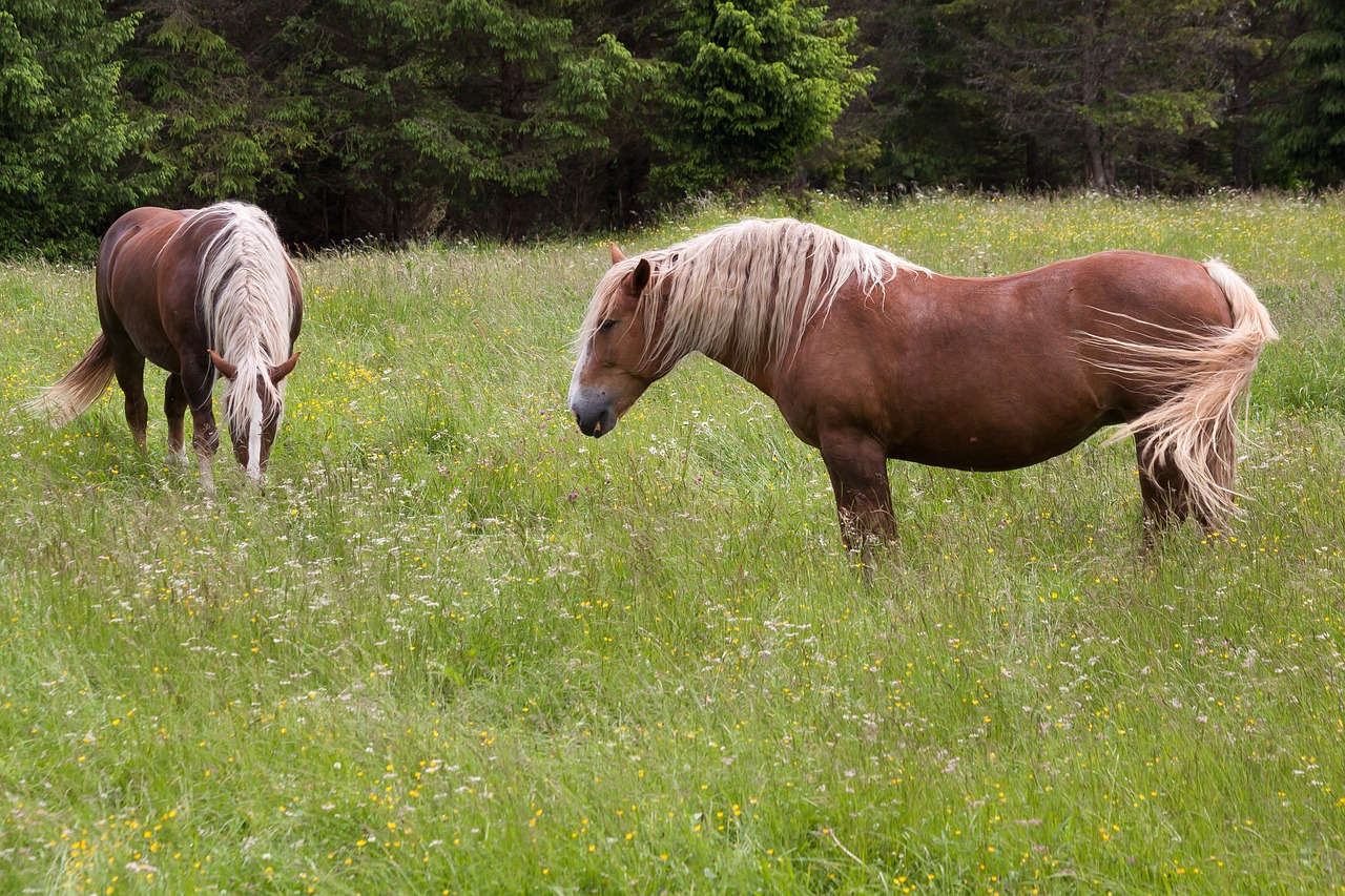 horse haflinger pasture free photo