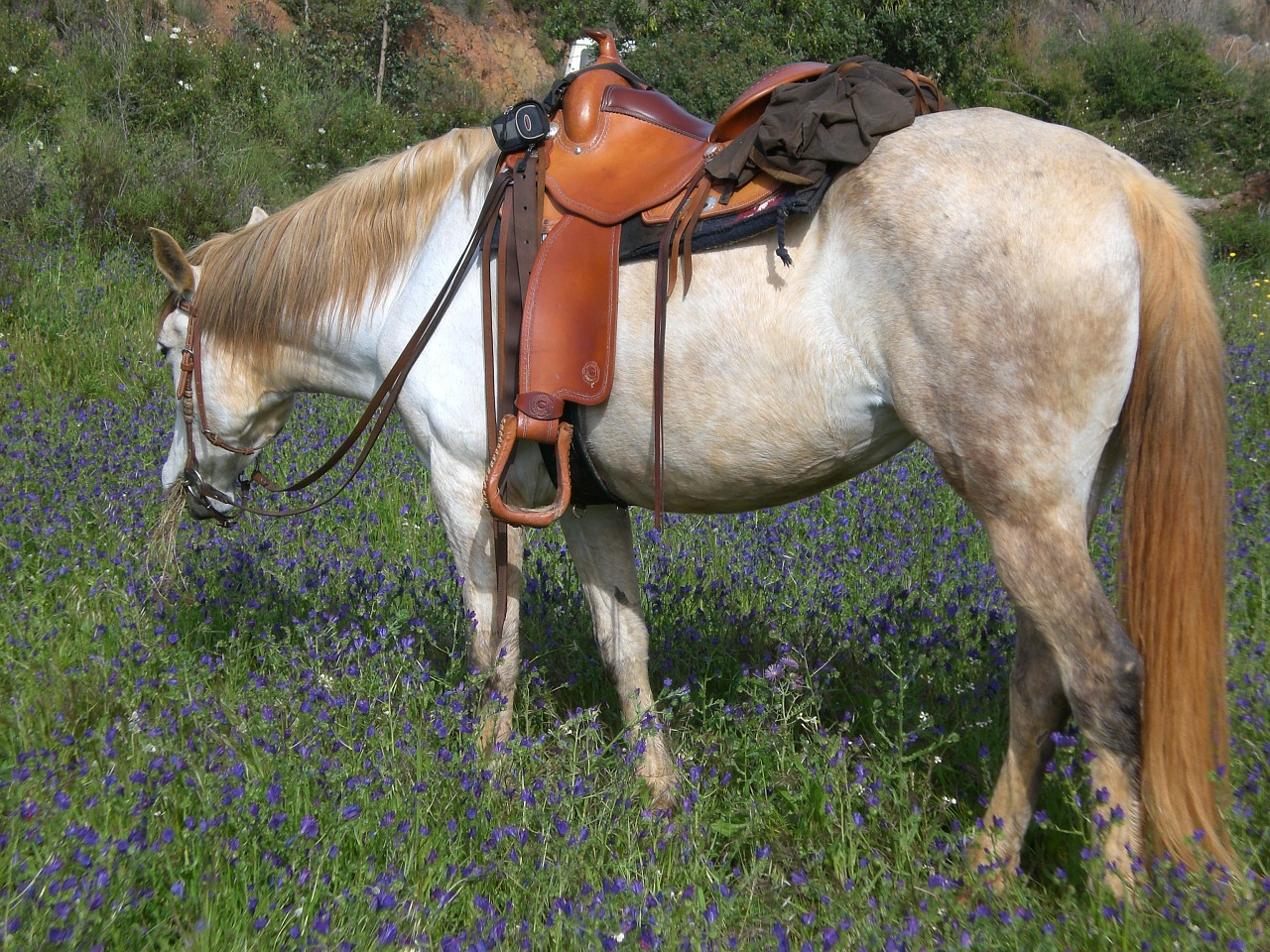 horse western riding mold free photo