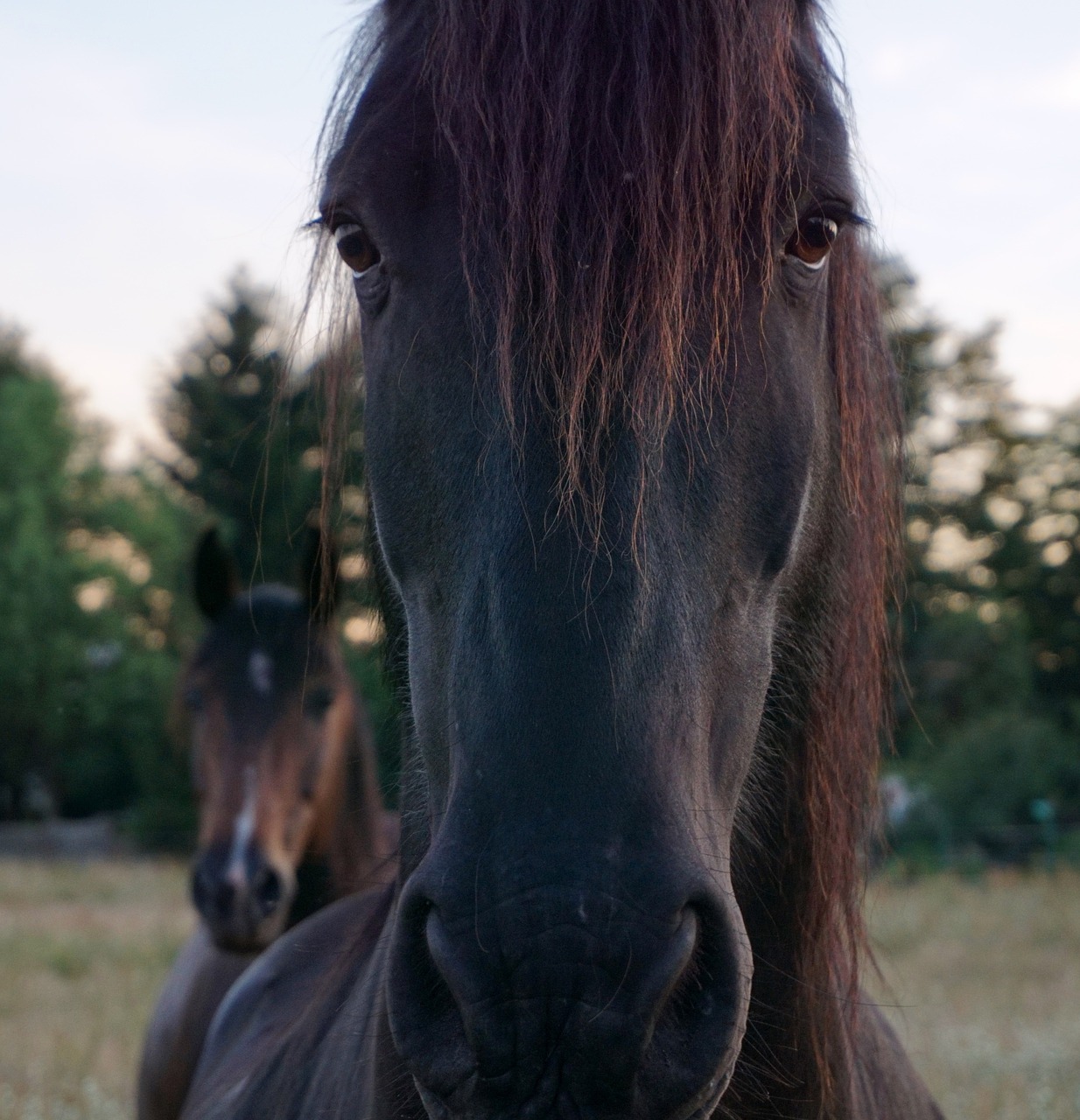 horse horse head animal portrait free photo