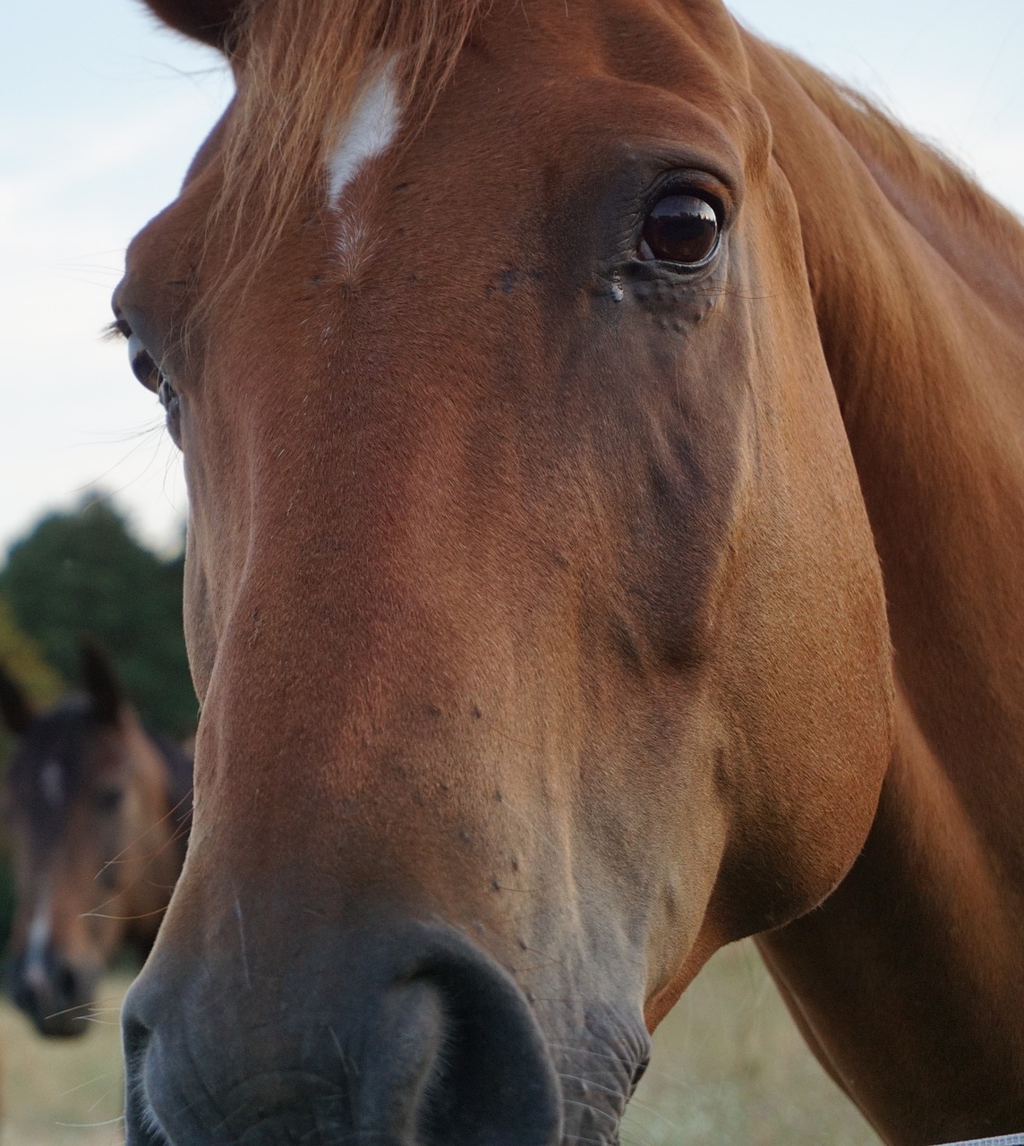 horse horse head animal portrait free photo