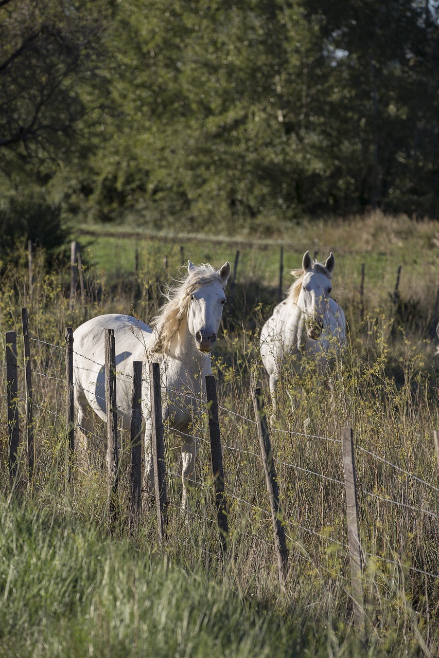 horse provence sun free photo