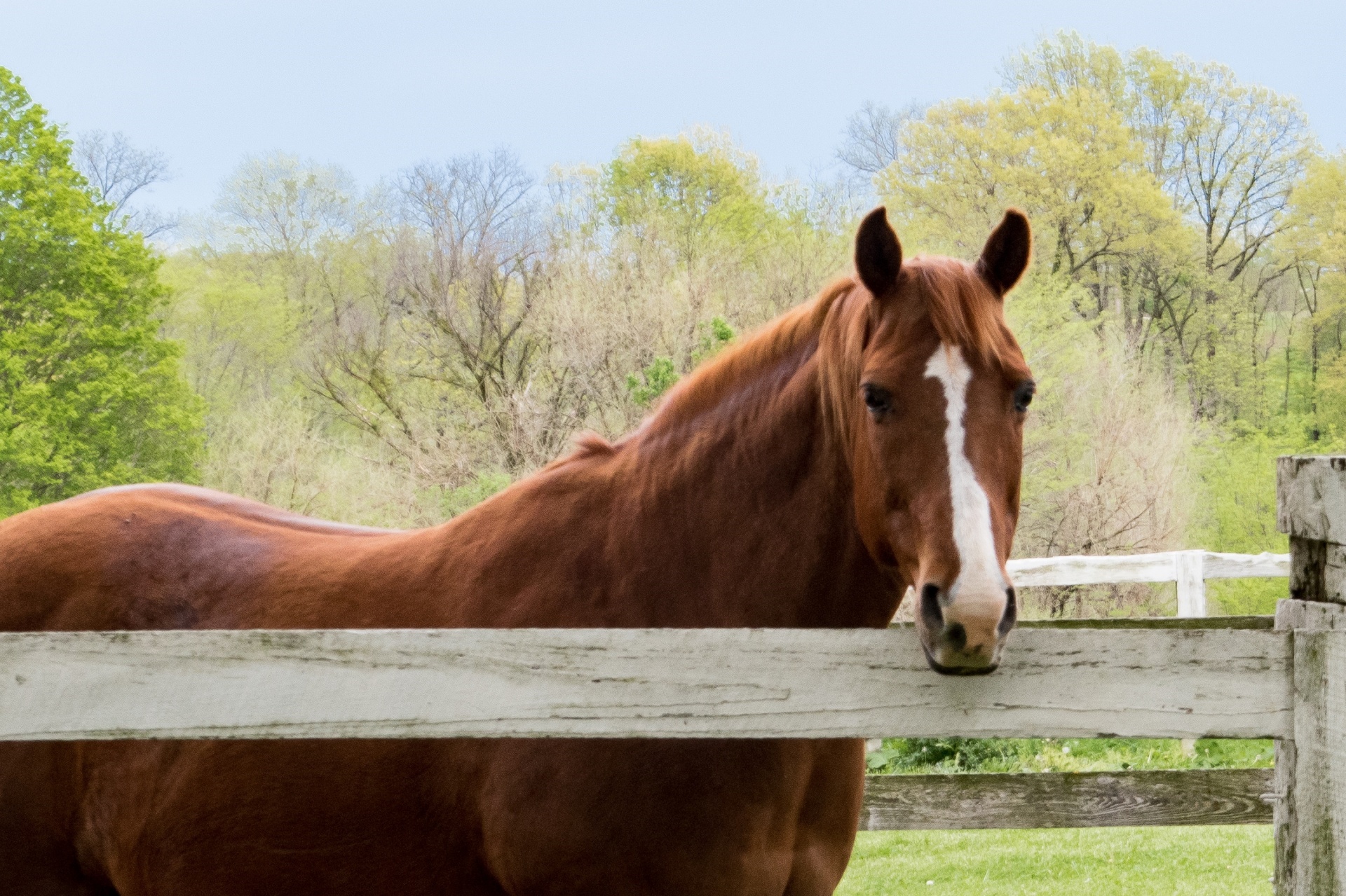 horse equine domesticated free photo