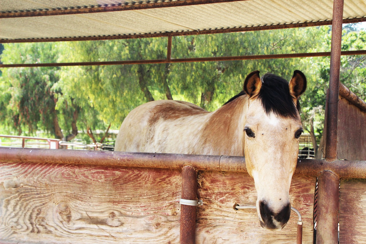 horse ranch rural free photo