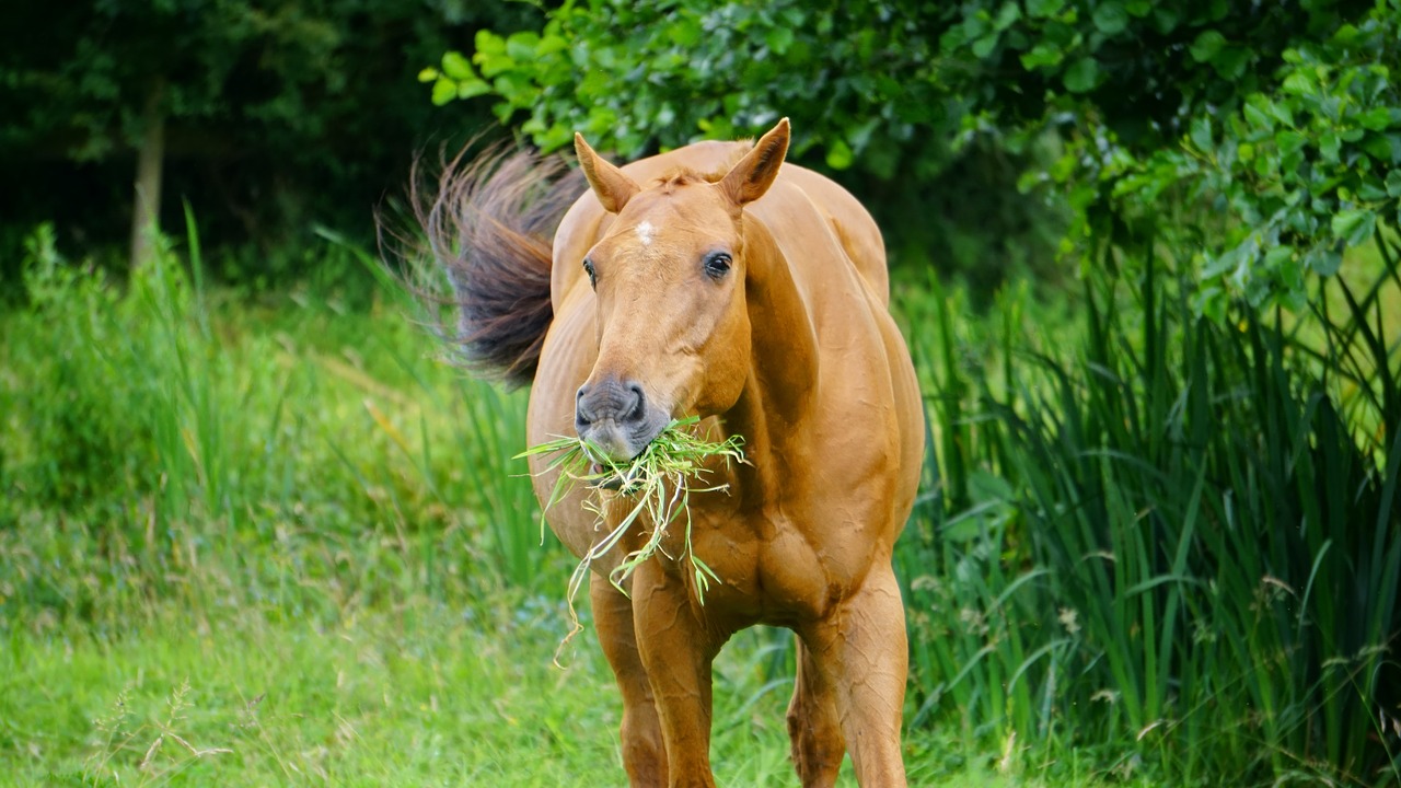 horse field animal free photo