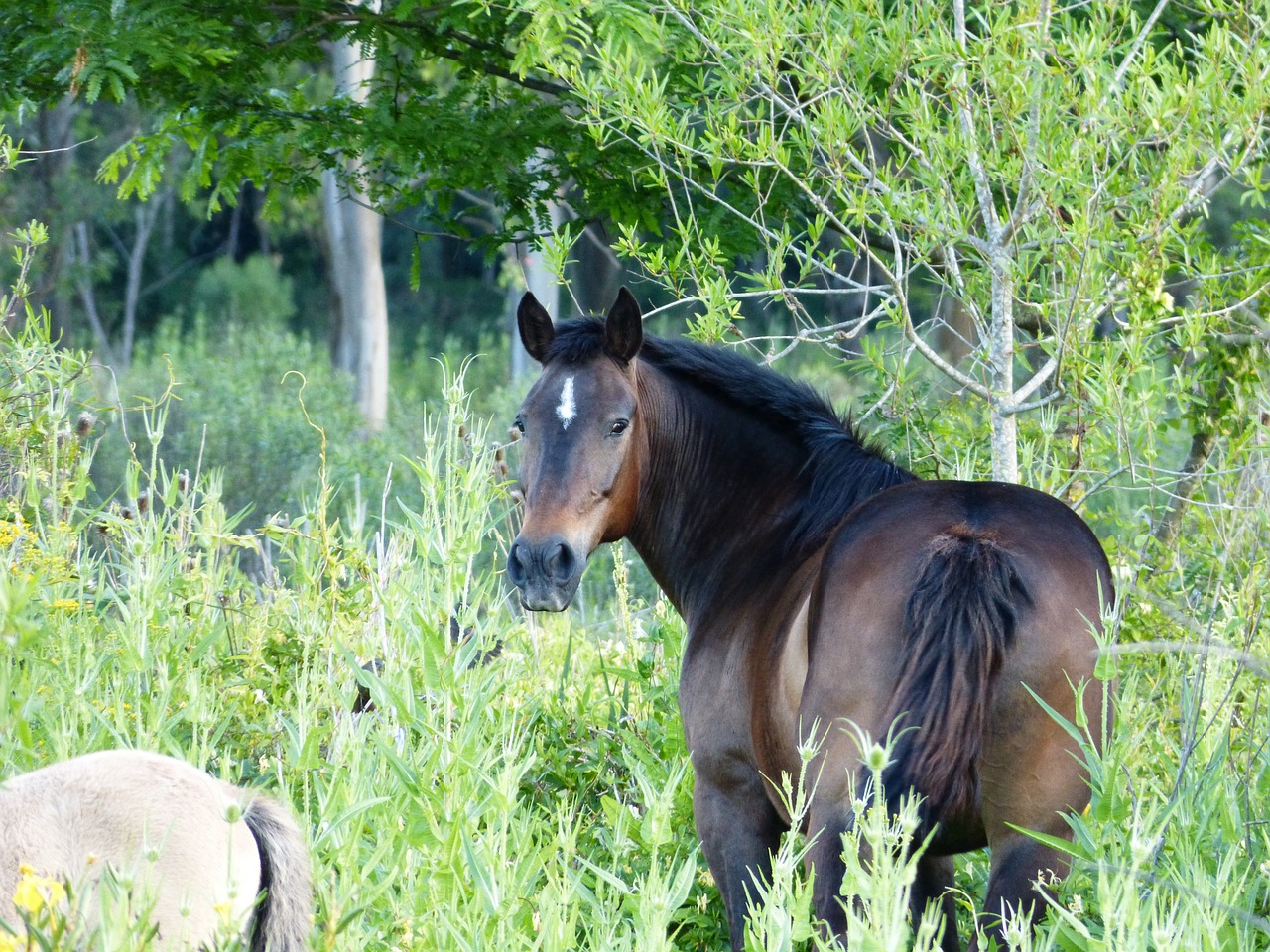 horse green landscape free photo